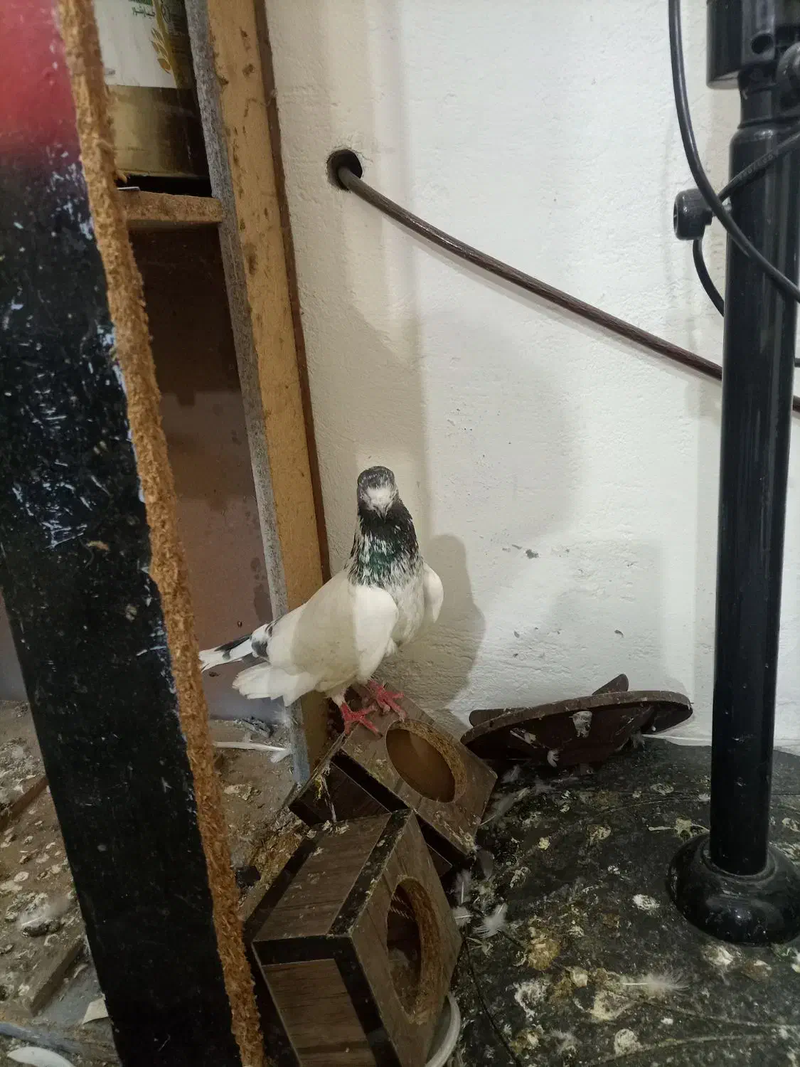 نر کله مهر و نر سرور|پرنده|آمل, |دیوار