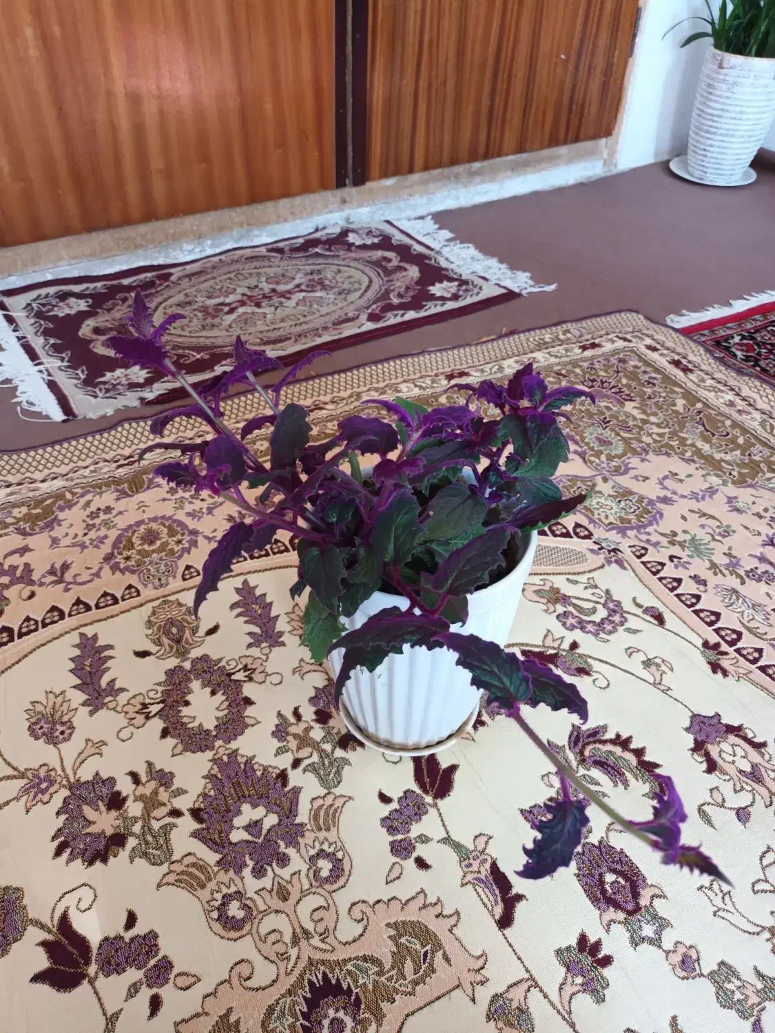 گلهای شاداب و زیبا|گل و گیاه طبیعی|خوی, |دیوار