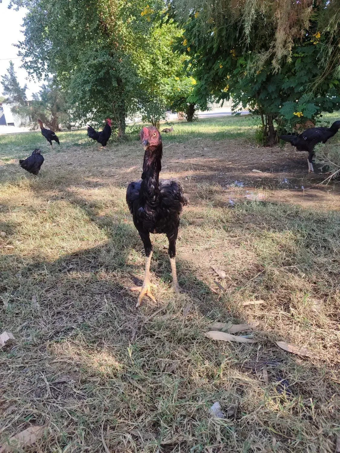 خروس لاری|حیوانات مزرعه|اندیمشک, |دیوار