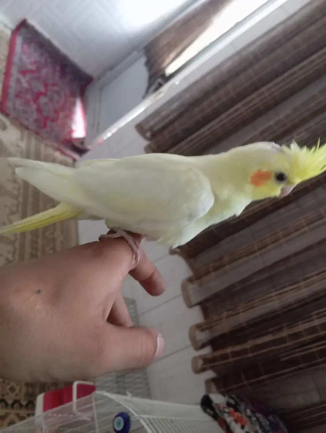 عروس هلندی|پرنده|بروجرد, |دیوار