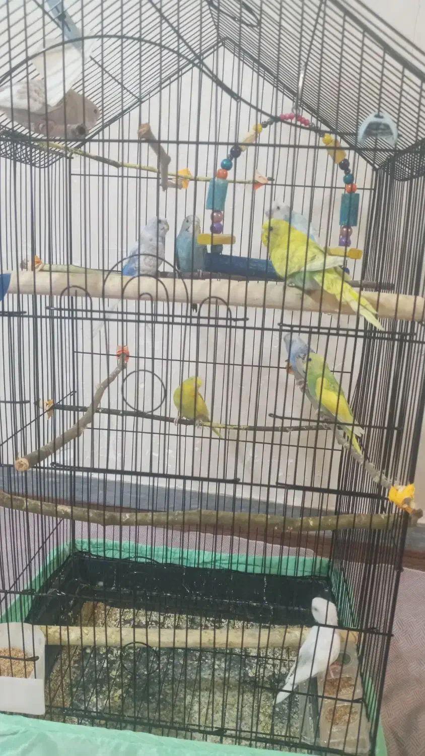 مرغ عشق|پرنده|کلاچای, |دیوار