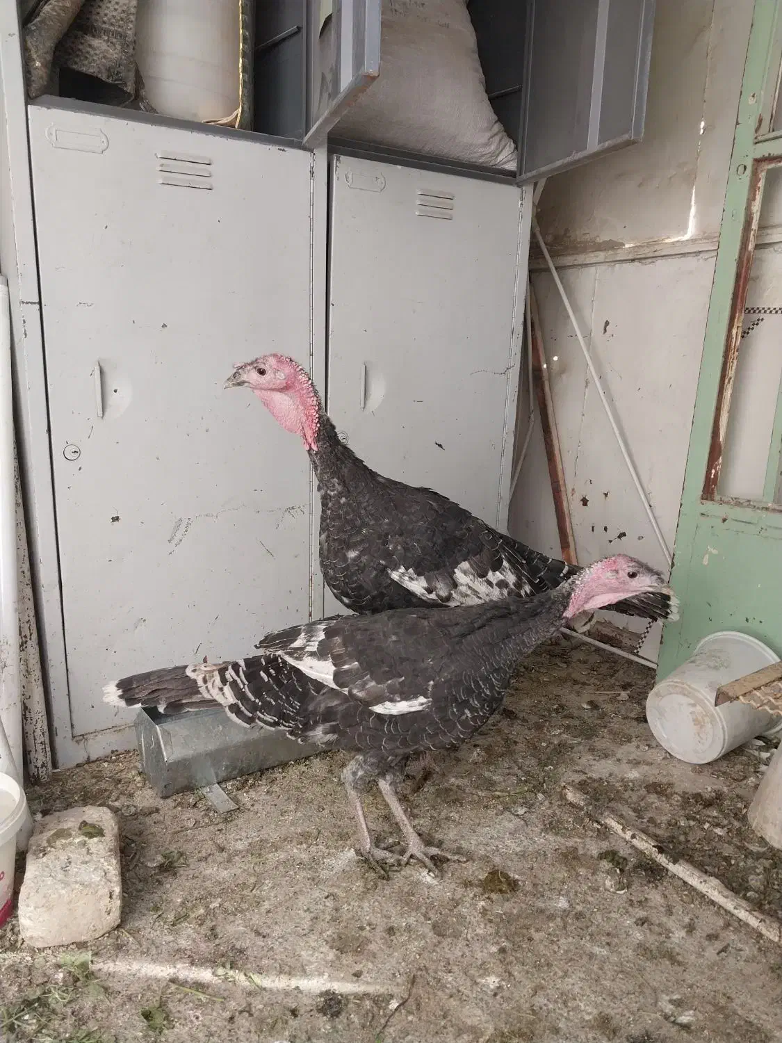 فروش ۱ جفت بوقلمون|حیوانات مزرعه|پیر بکران, |دیوار