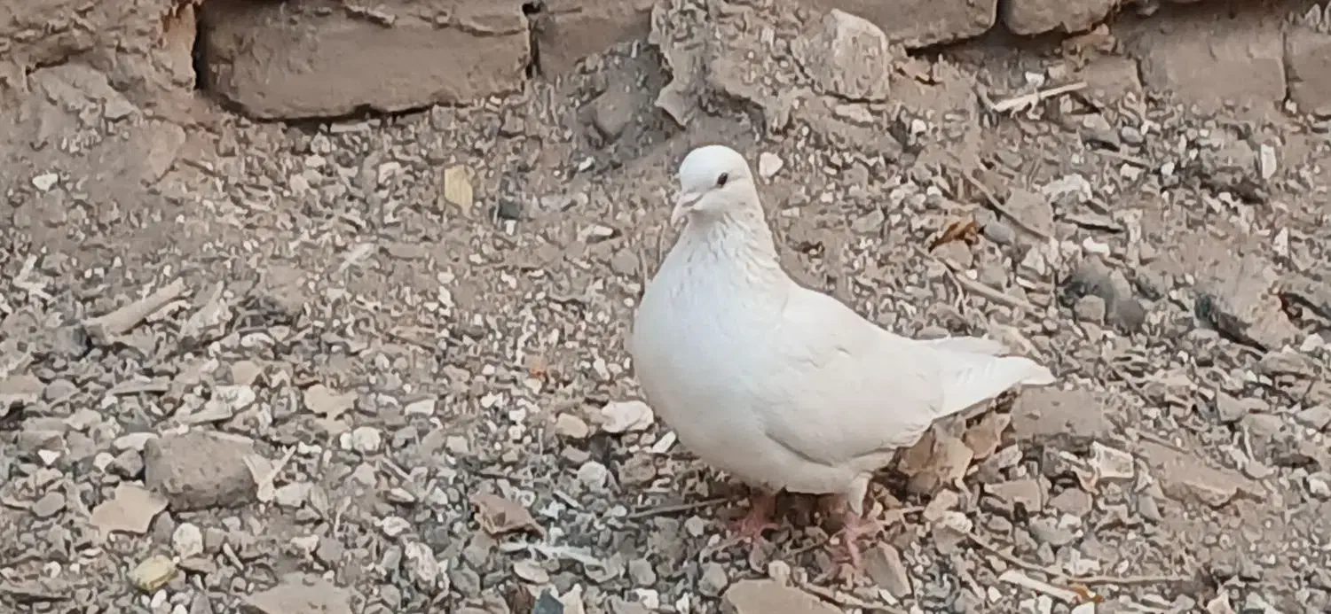 کبوتر|پرنده|سیرجان, |دیوار