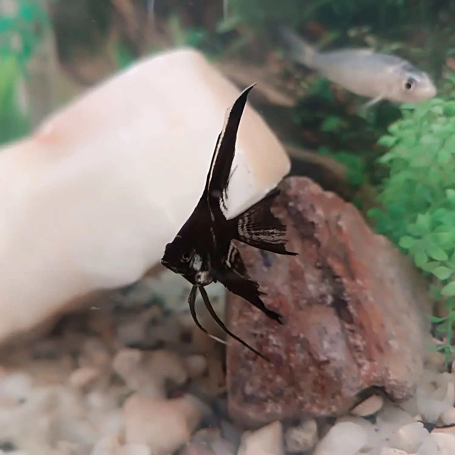 ماهی|ماهی|مرند, |دیوار