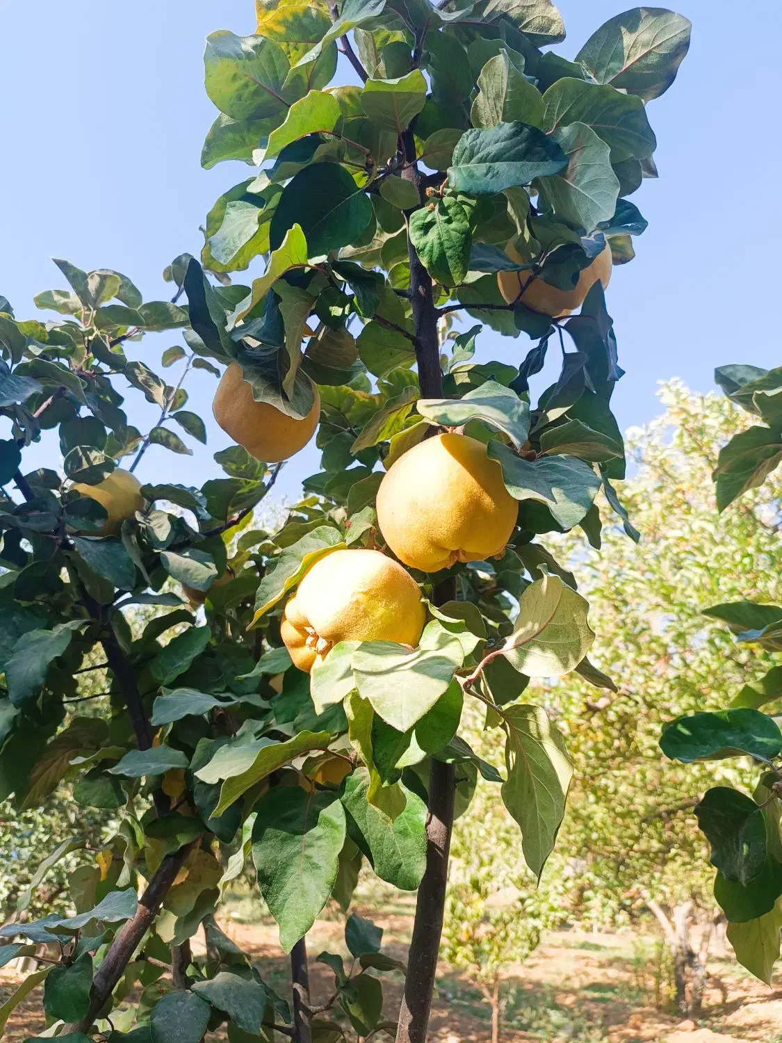 فروش میوه به درجه یک|عمدهفروشی|سپیدان, |دیوار