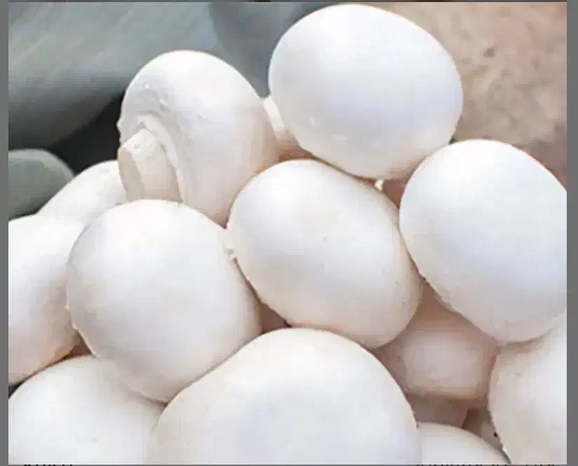 قارچ لوکس|خوردنی و آشامیدنی|اصفهان, گرکان|دیوار