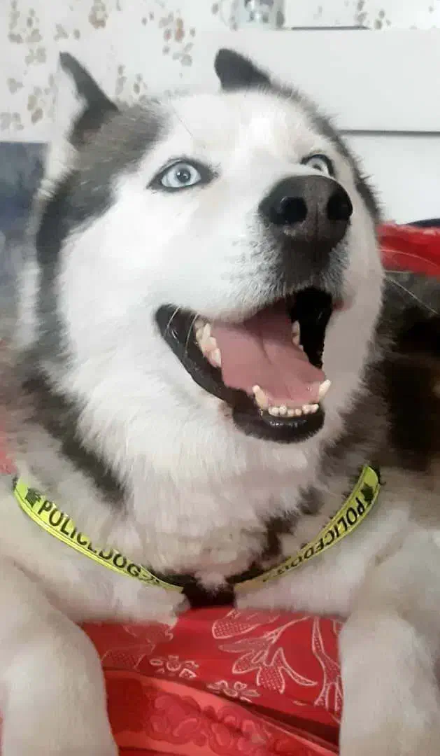 هاسگی زیبا واگذاری|سگ|پردیس, فاز ۴|دیوار