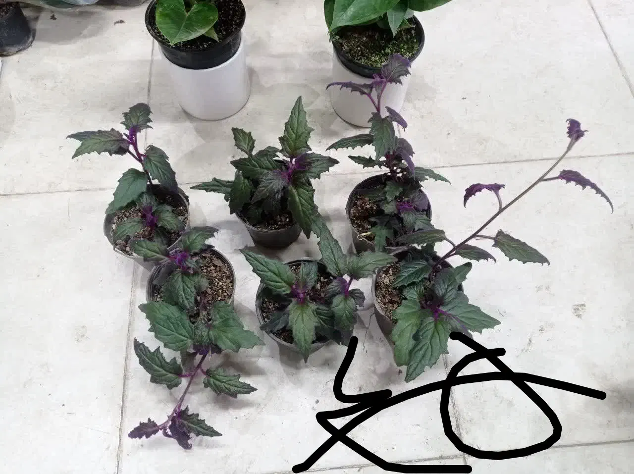 همایش روز مادر گلخانه گل و گیاه|گردهمایی و همایش|مشهد, حیدرآباد|دیوار