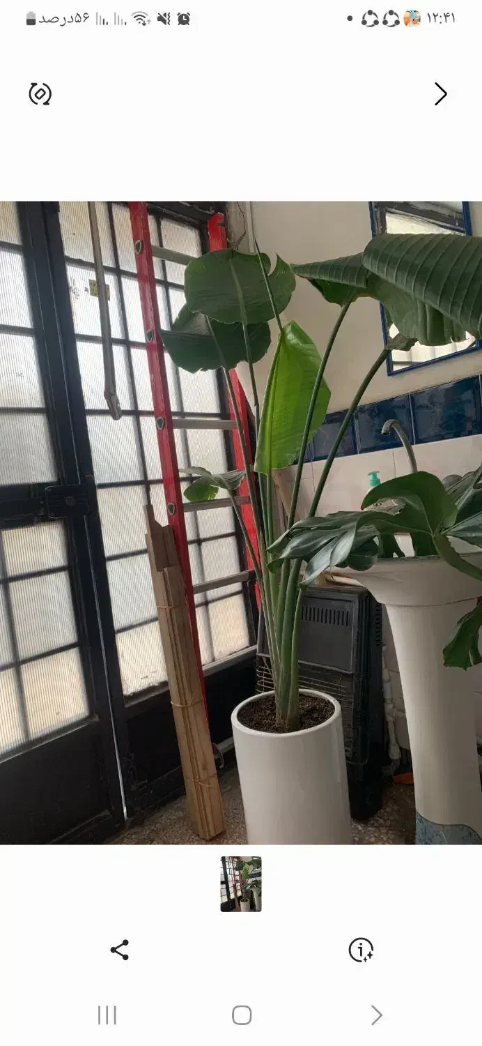 گل طبیعی|گل و گیاه طبیعی|پارس‌آباد, |دیوار