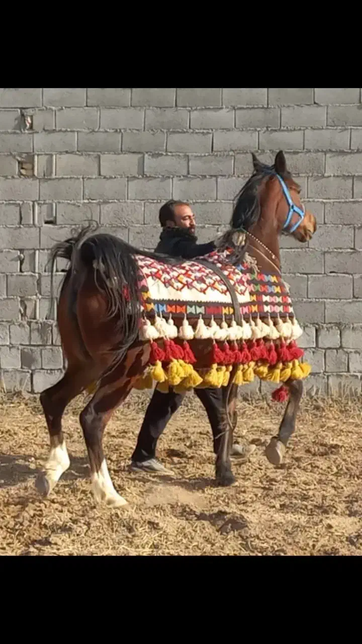 مادیان|اسب و تجهیزات اسب‌سواری|برخوار, |دیوار