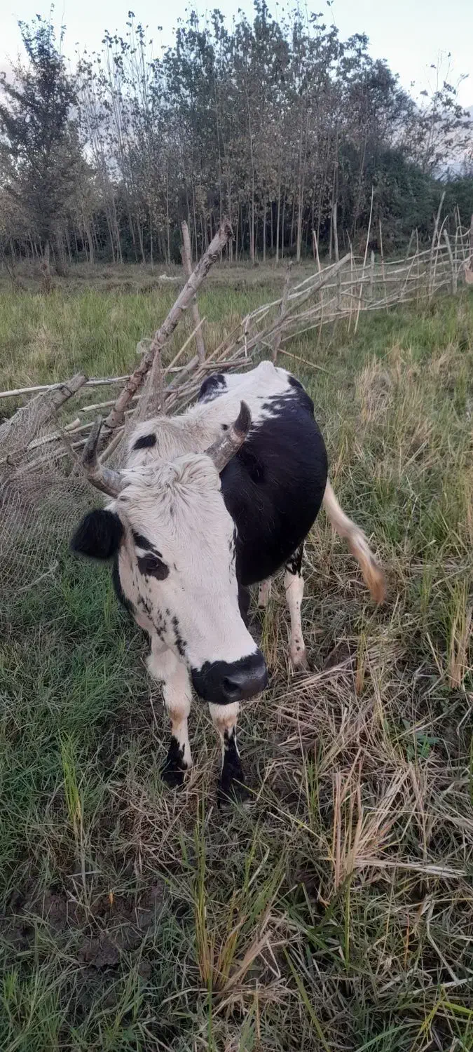 گاوسالم|حیوانات مزرعه|احمدسرگوراب, |دیوار