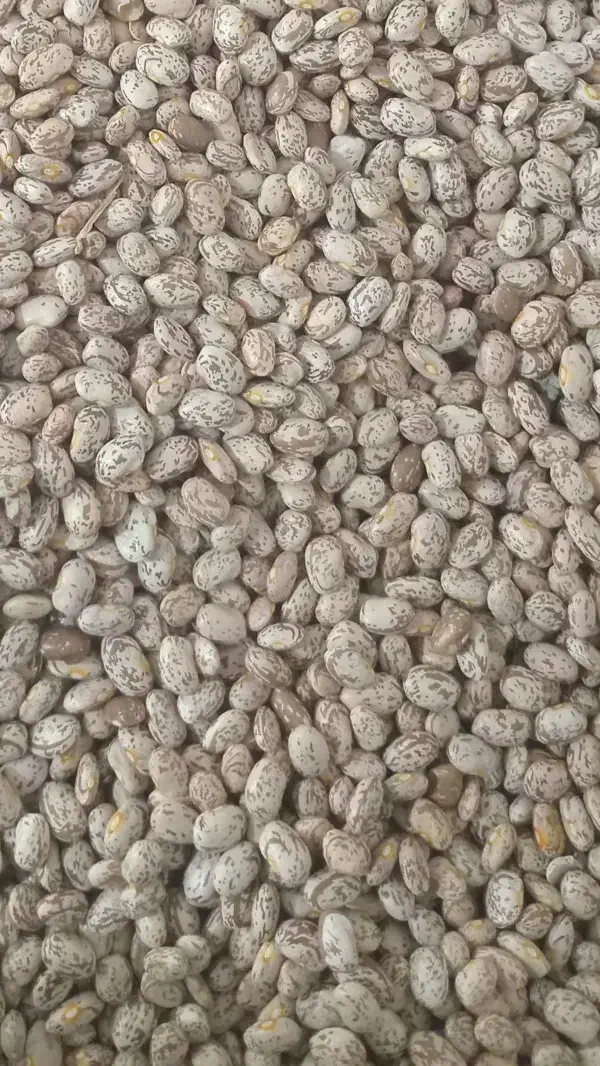 لوبیا چیتی تازه دستچین دره شهر|خوردنی و آشامیدنی|دره شهر, |دیوار