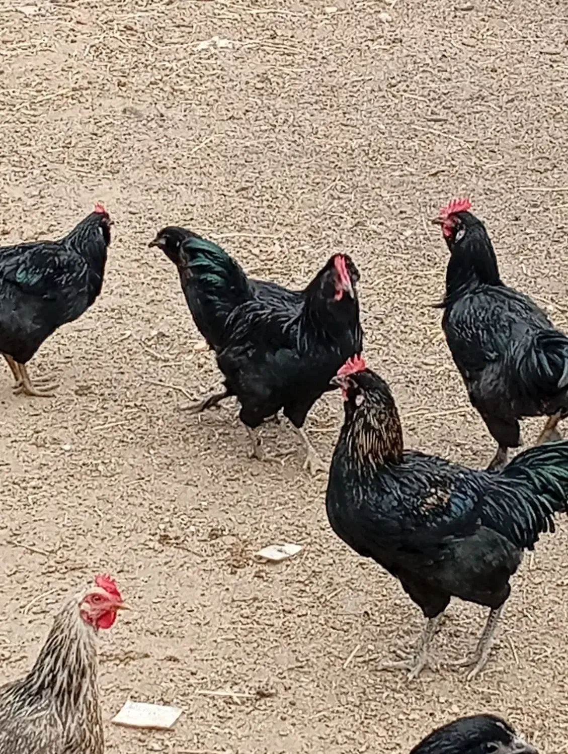 خروس مرندی سیاه|حیوانات مزرعه|جعفرآباد, |دیوار