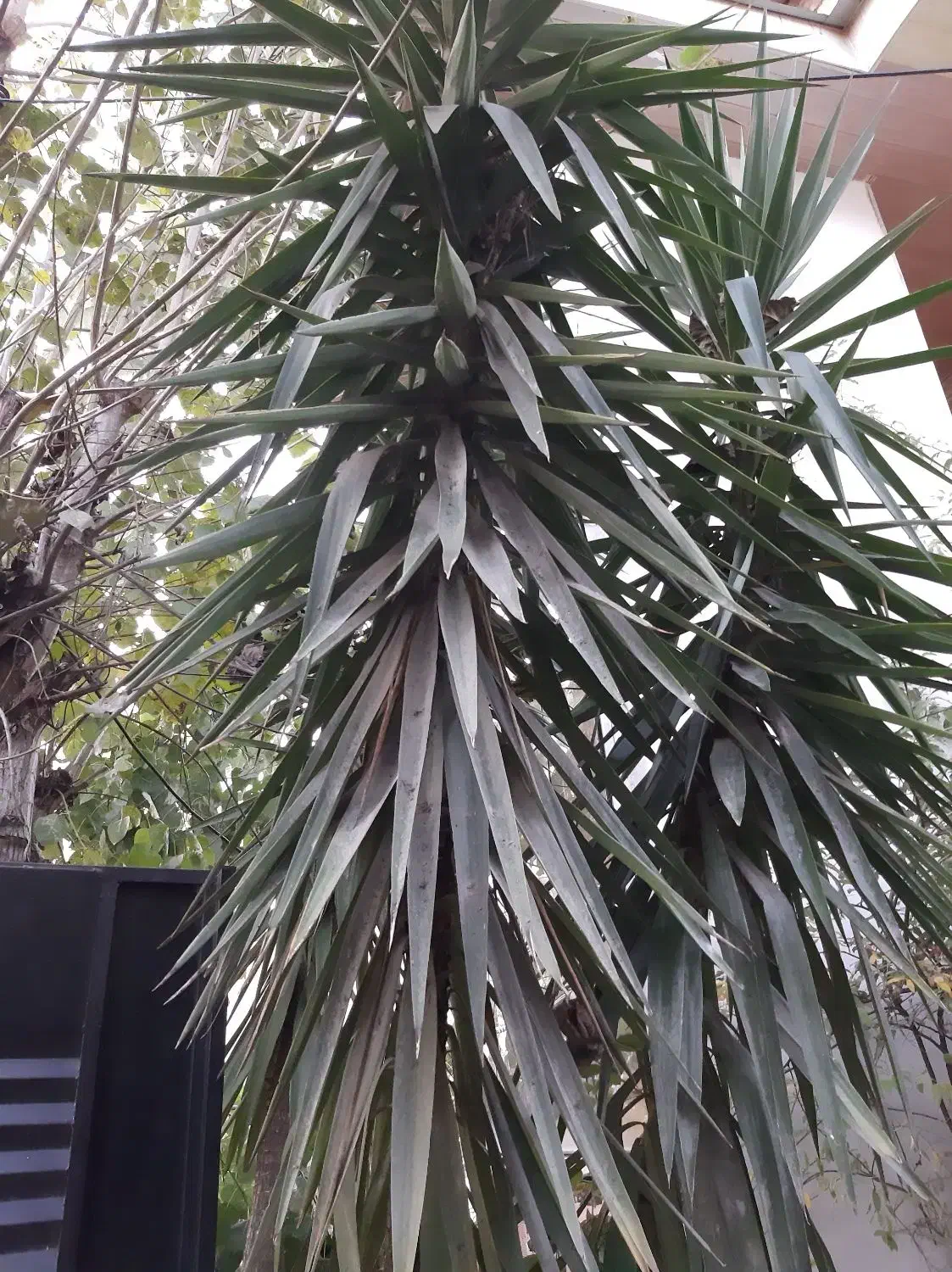 گل یوکا|گل و گیاه طبیعی|نوشهر, |دیوار