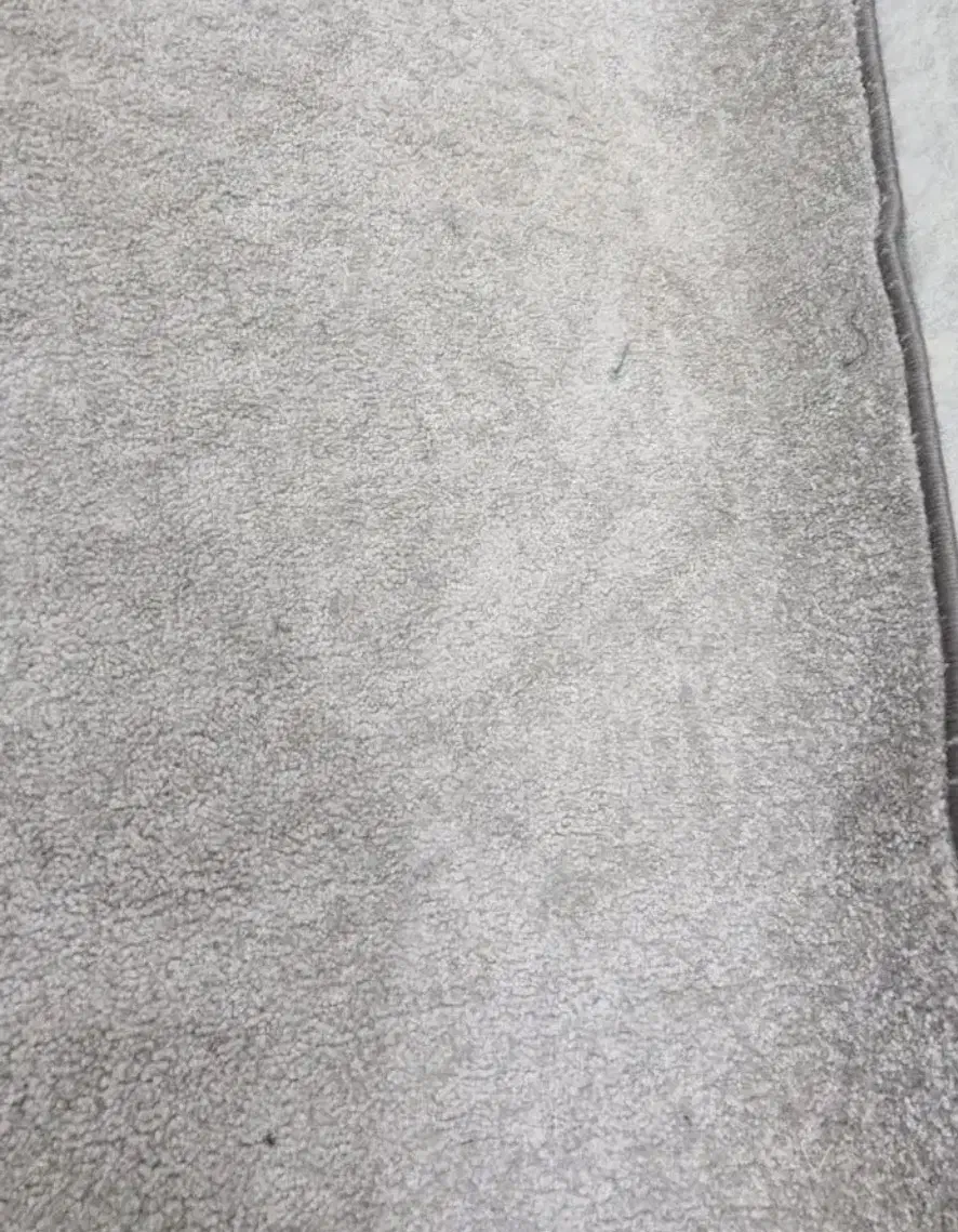 پالاز موکت|موکت|بندر امام خمینی, |دیوار