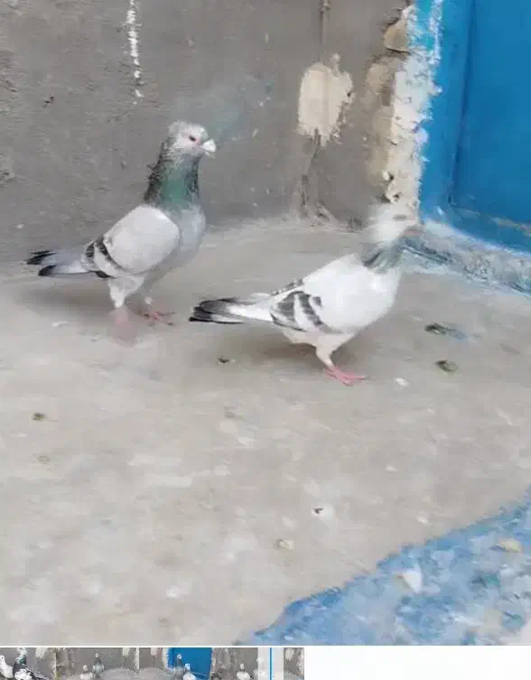 جفتگاه وقفس|لوازم جانبی حیوانات|مشهد, انصار|دیوار