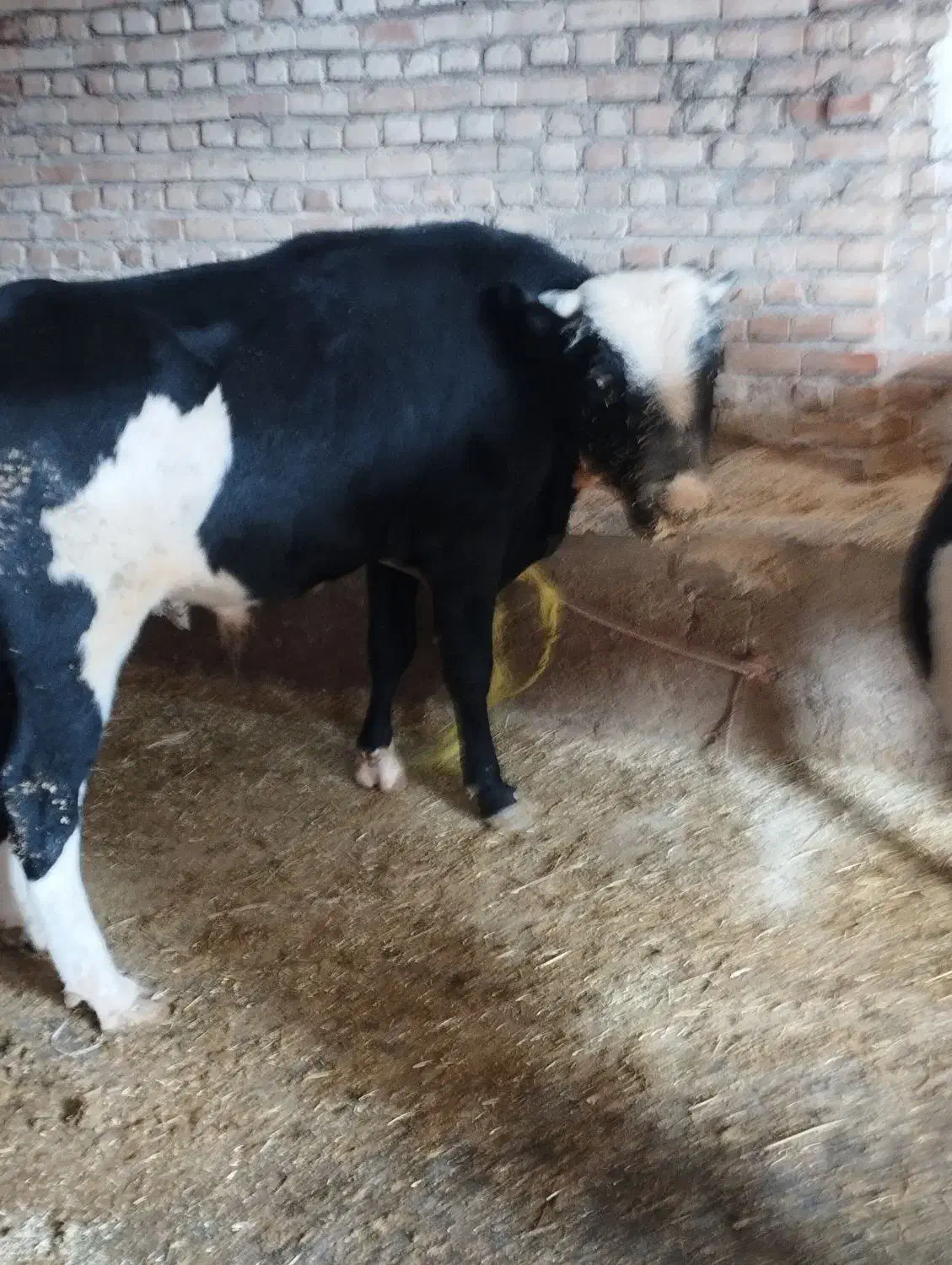 گاویاگوساله نر|حیوانات مزرعه|هریس, |دیوار