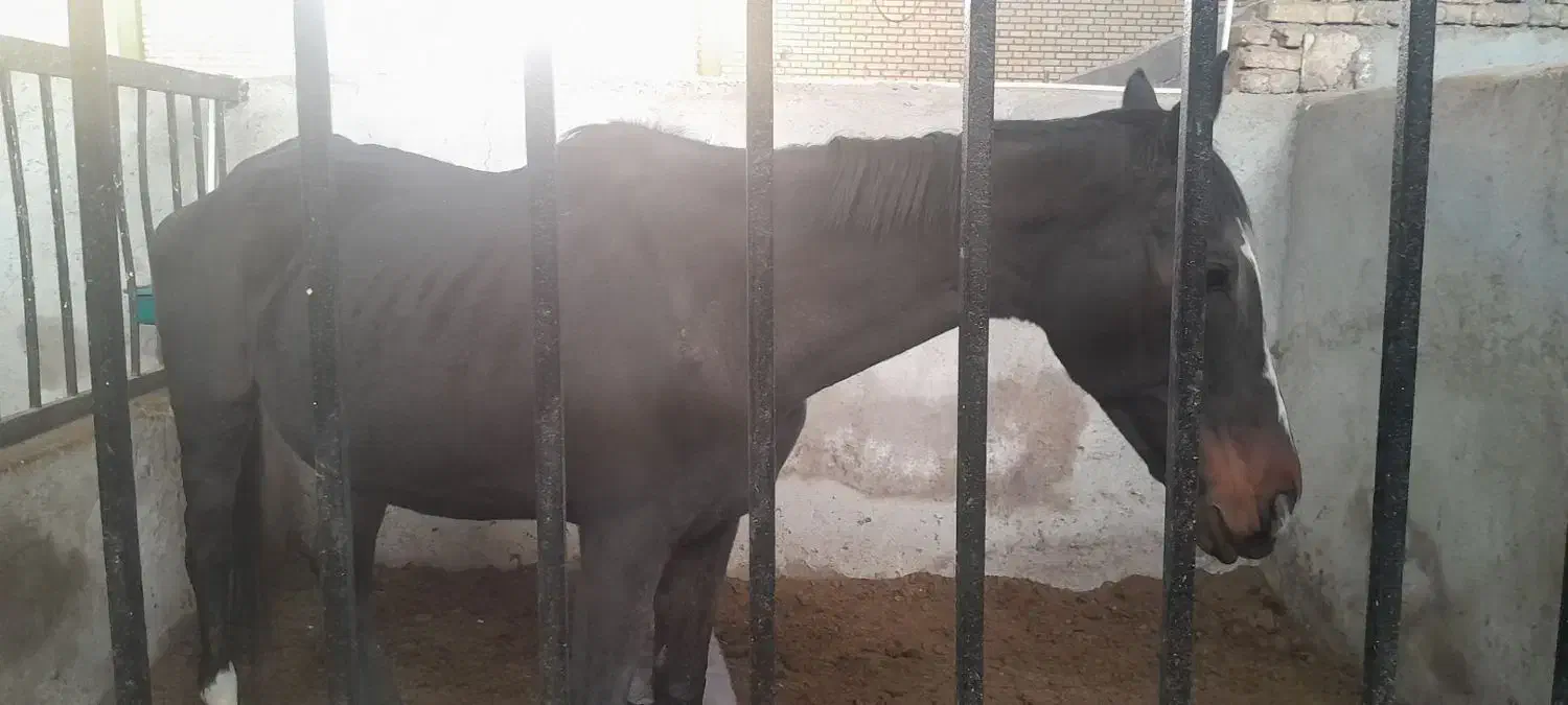 اسب|اسب و تجهیزات اسب‌سواری|قیدار, |دیوار