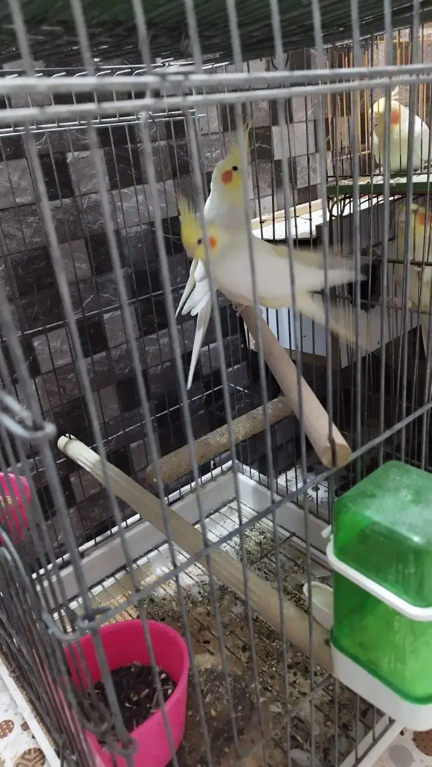 عروس هلندی|پرنده|خرمشهر, |دیوار