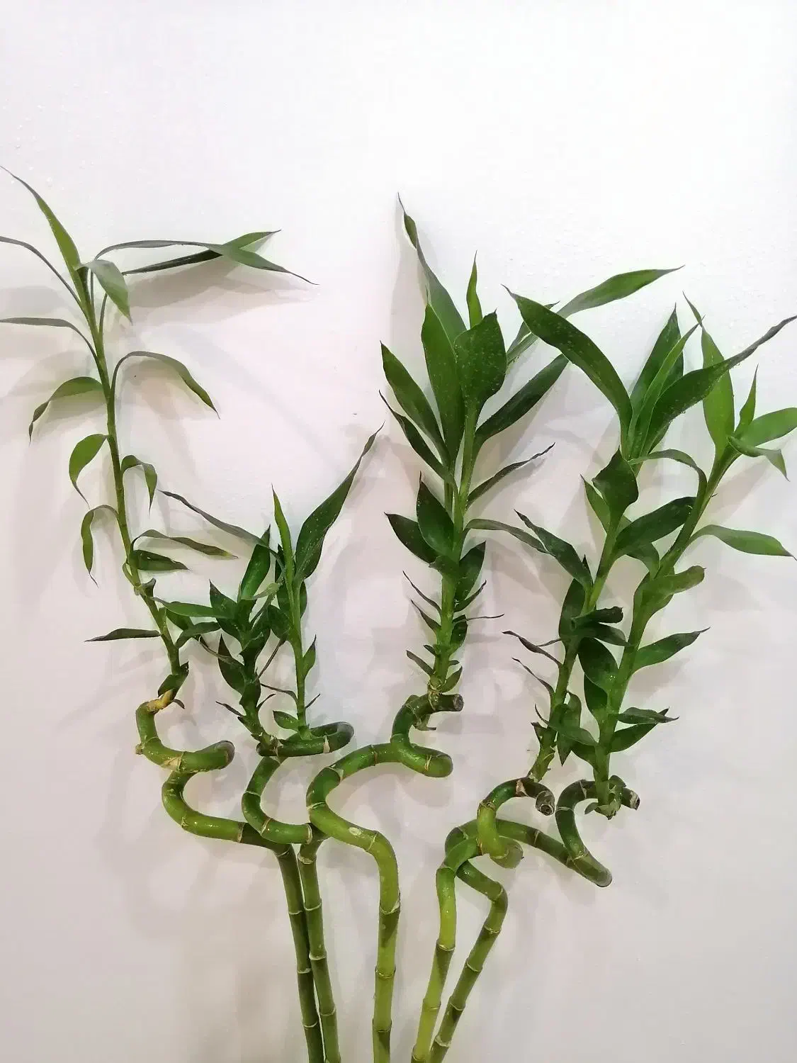 گل و گیاه آپارتمانی|گل و گیاه طبیعی|صدرا-فارس, فاز ۱|دیوار