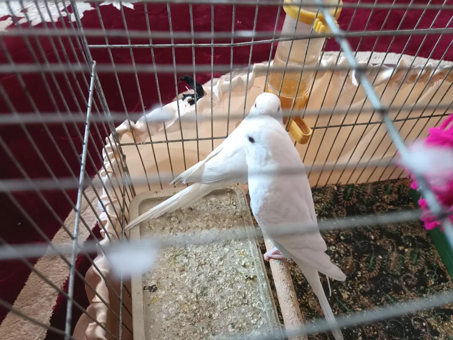 مرغ عشق|پرنده|دوگنبدان, |دیوار