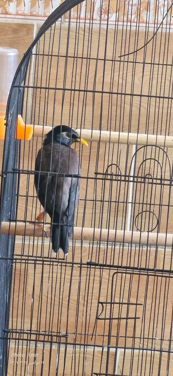 مرغ مینا|پرنده|مرودشت, بهارستان|دیوار