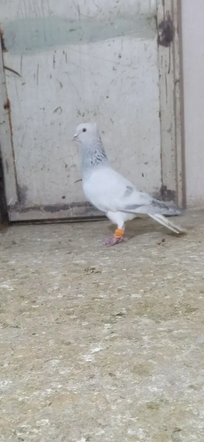 کبوتر|پرنده|نیشابور, فضل|دیوار