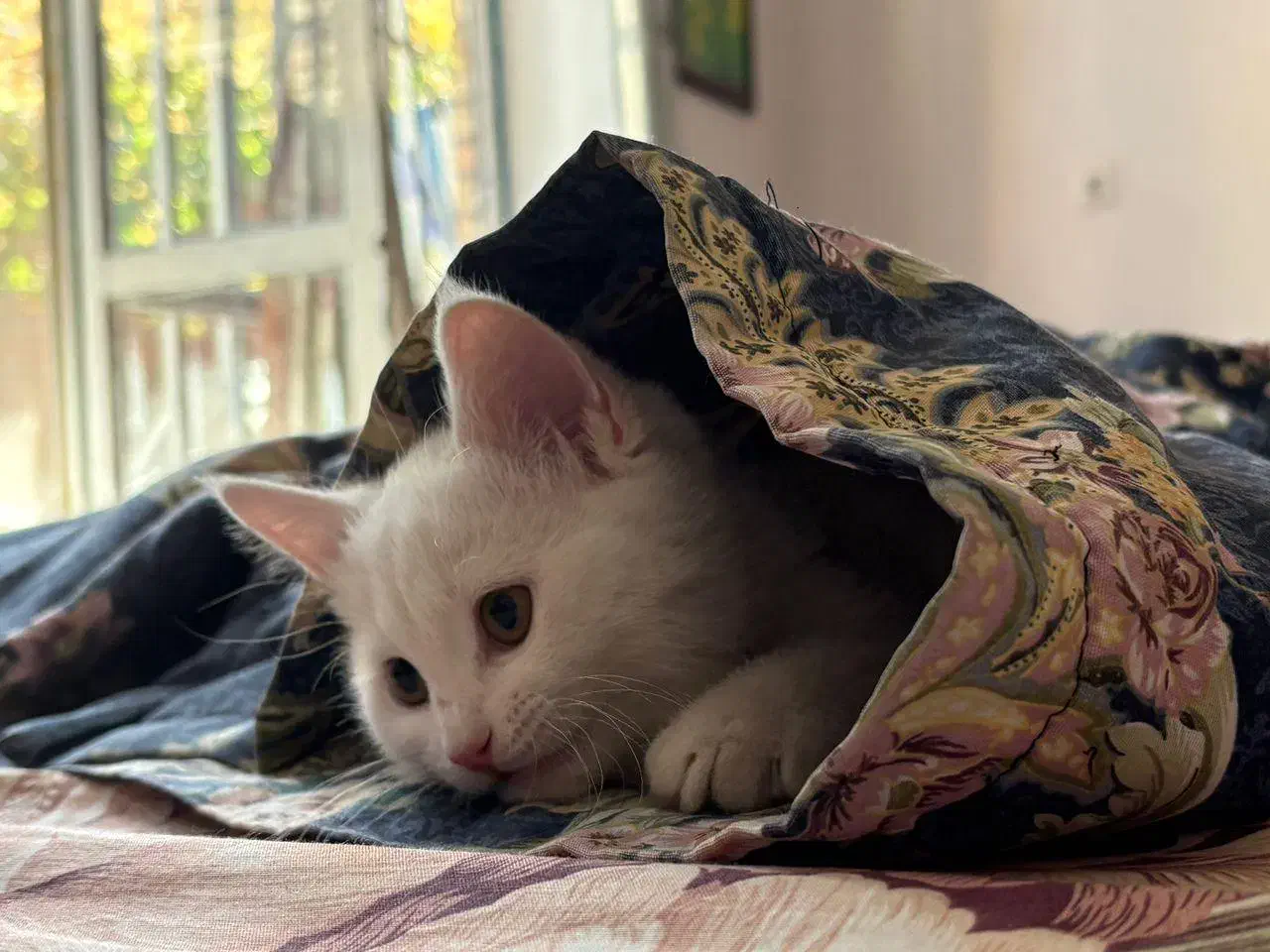 گربه پرشین اسکاتیش|گربه|کرمان, |دیوار