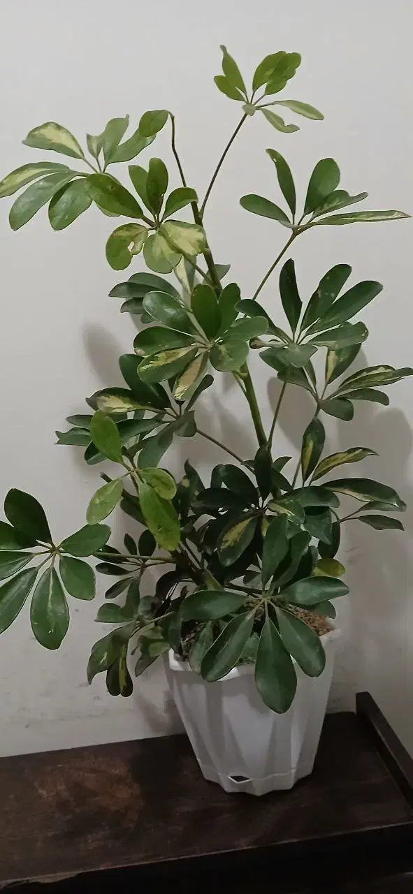 گل طبیعی|گل و گیاه طبیعی|مشهد, هنرور|دیوار