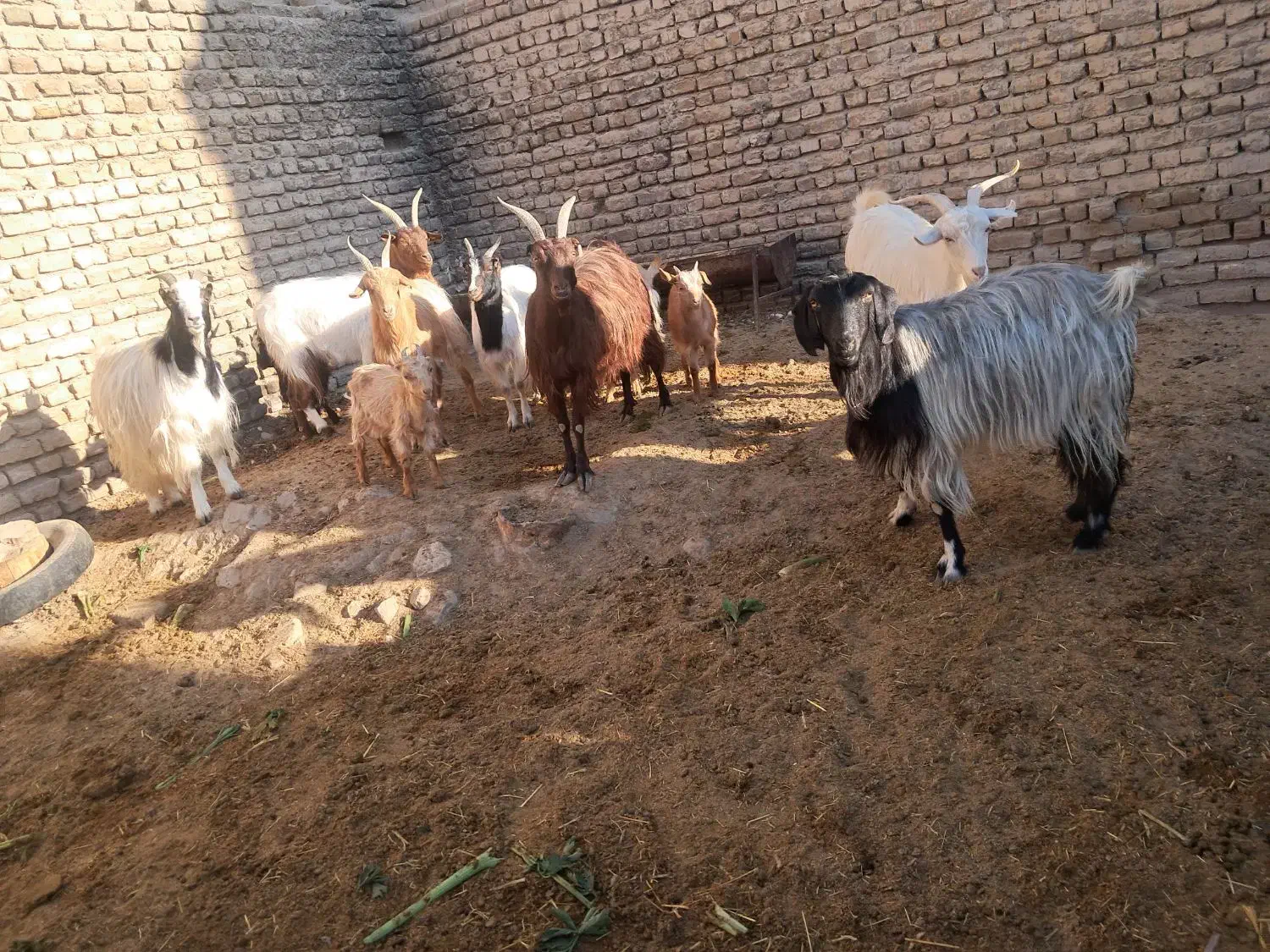 تعداد هفت راس بز|حیوانات مزرعه|هشتگرد, هشتگرد قدیم|دیوار