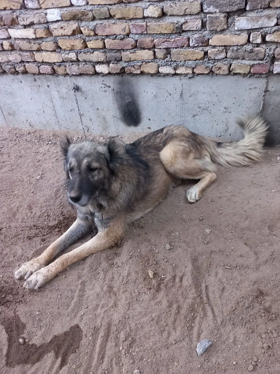 فروش|سگ|خلخال, |دیوار