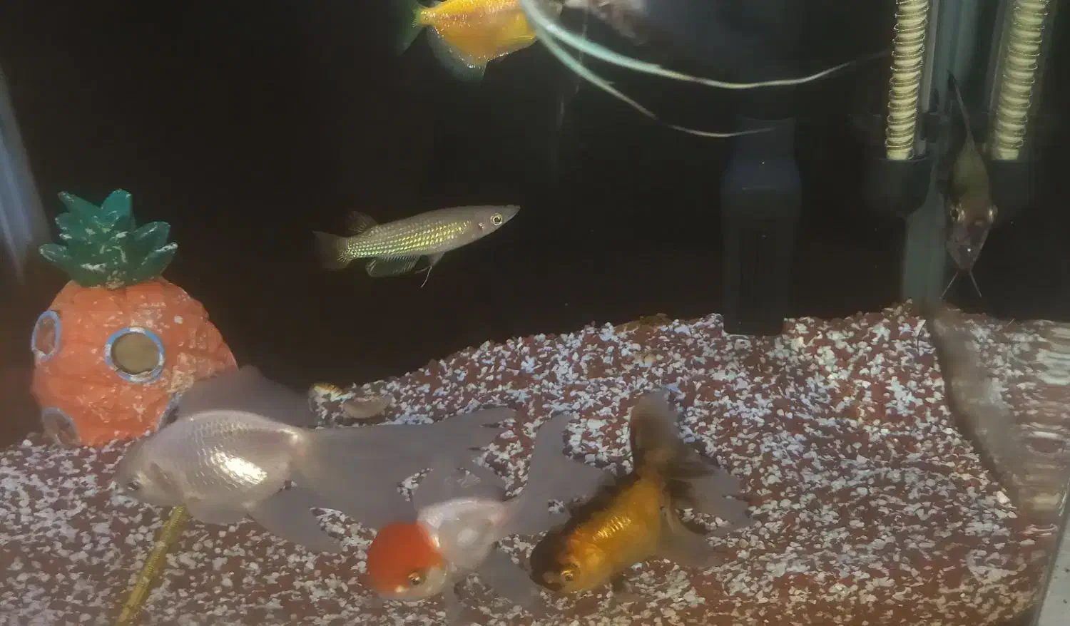 اکواریوم شرکتی همراه با ماهی|ماهی|قم, شاه ابراهیم|دیوار