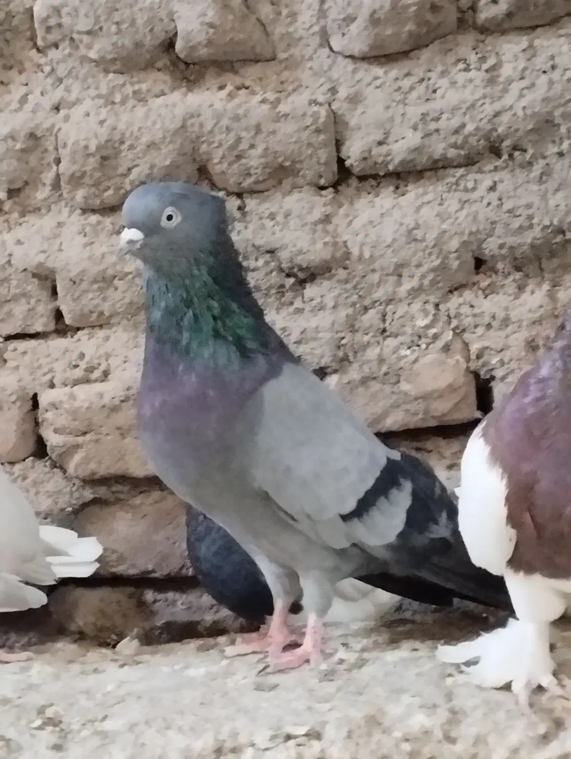 تعدادی کفتر فروشی|پرنده|بم, |دیوار