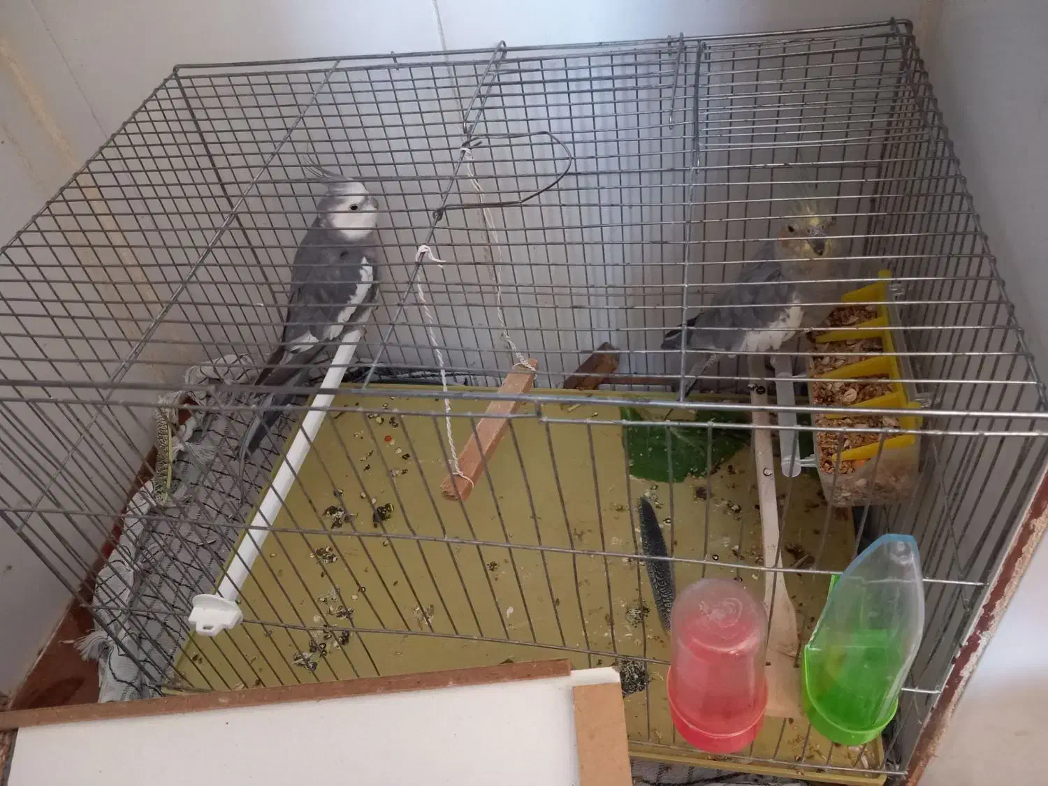 عروس هلندی|پرنده|خانمیرزا, |دیوار