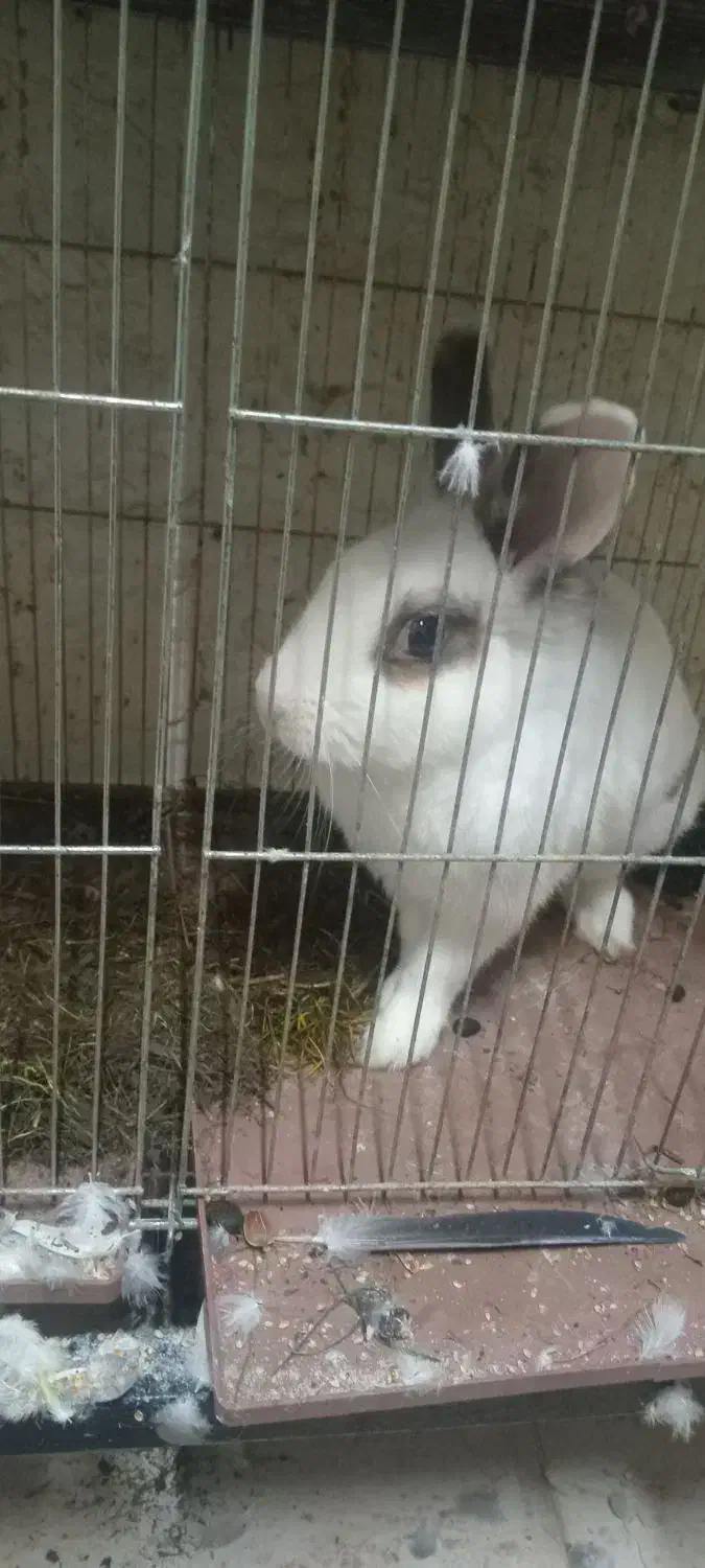 خرکوش نر|موش و خرگوش|کومله, |دیوار