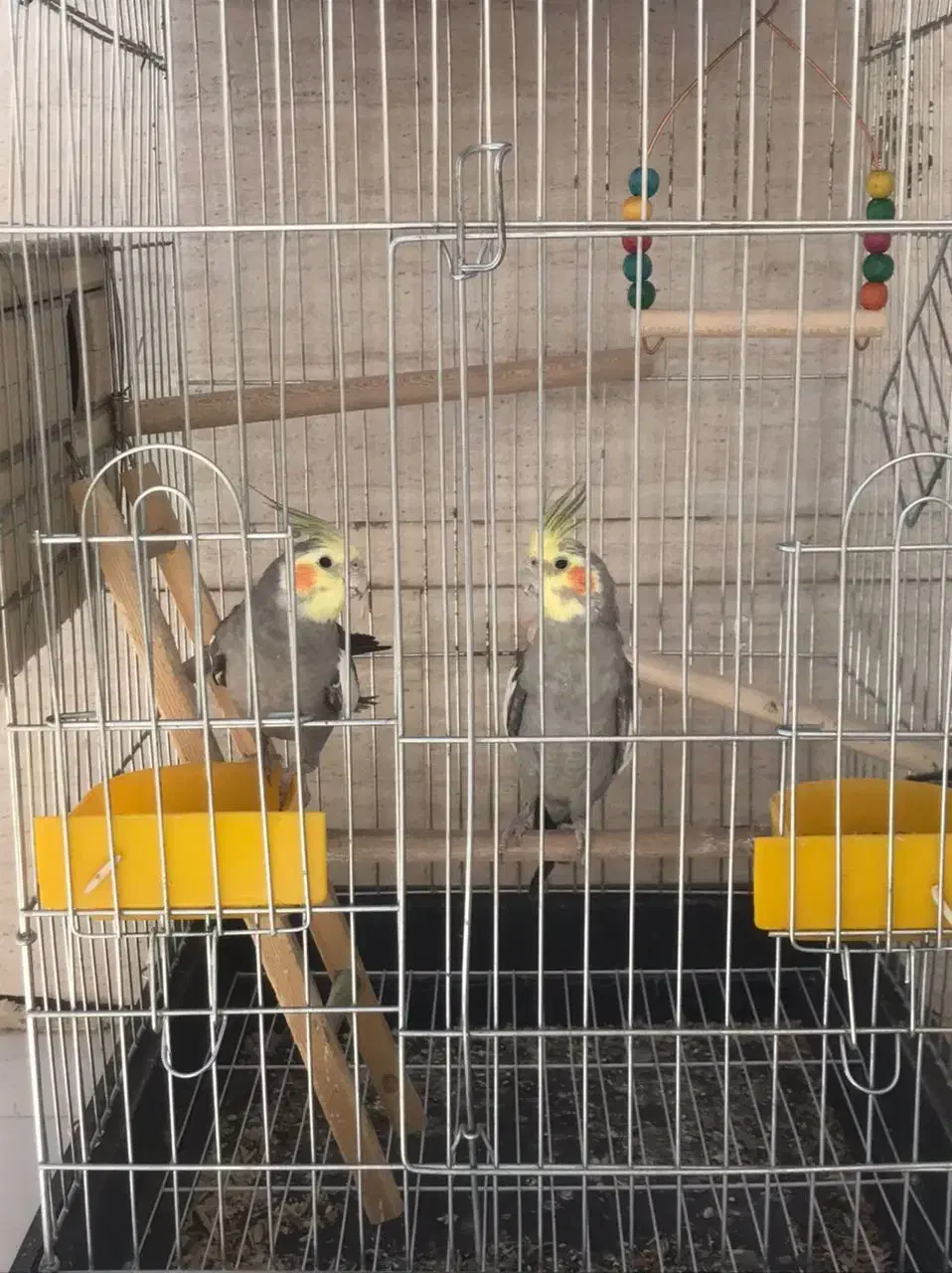 عروس هلندی|پرنده|خفر, |دیوار