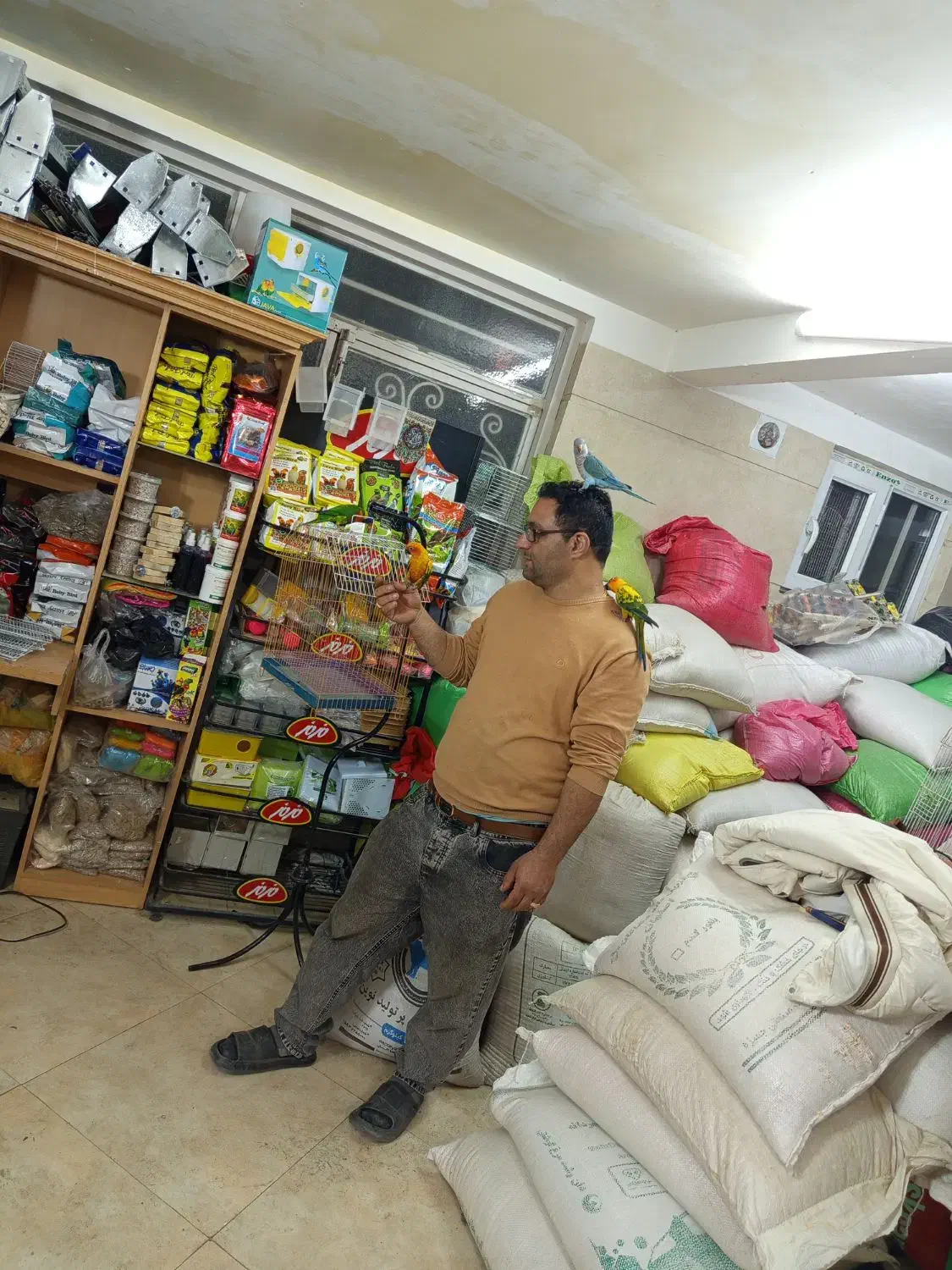 فروش انواع پرندگان|پرنده|قم, خاکفرج|دیوار