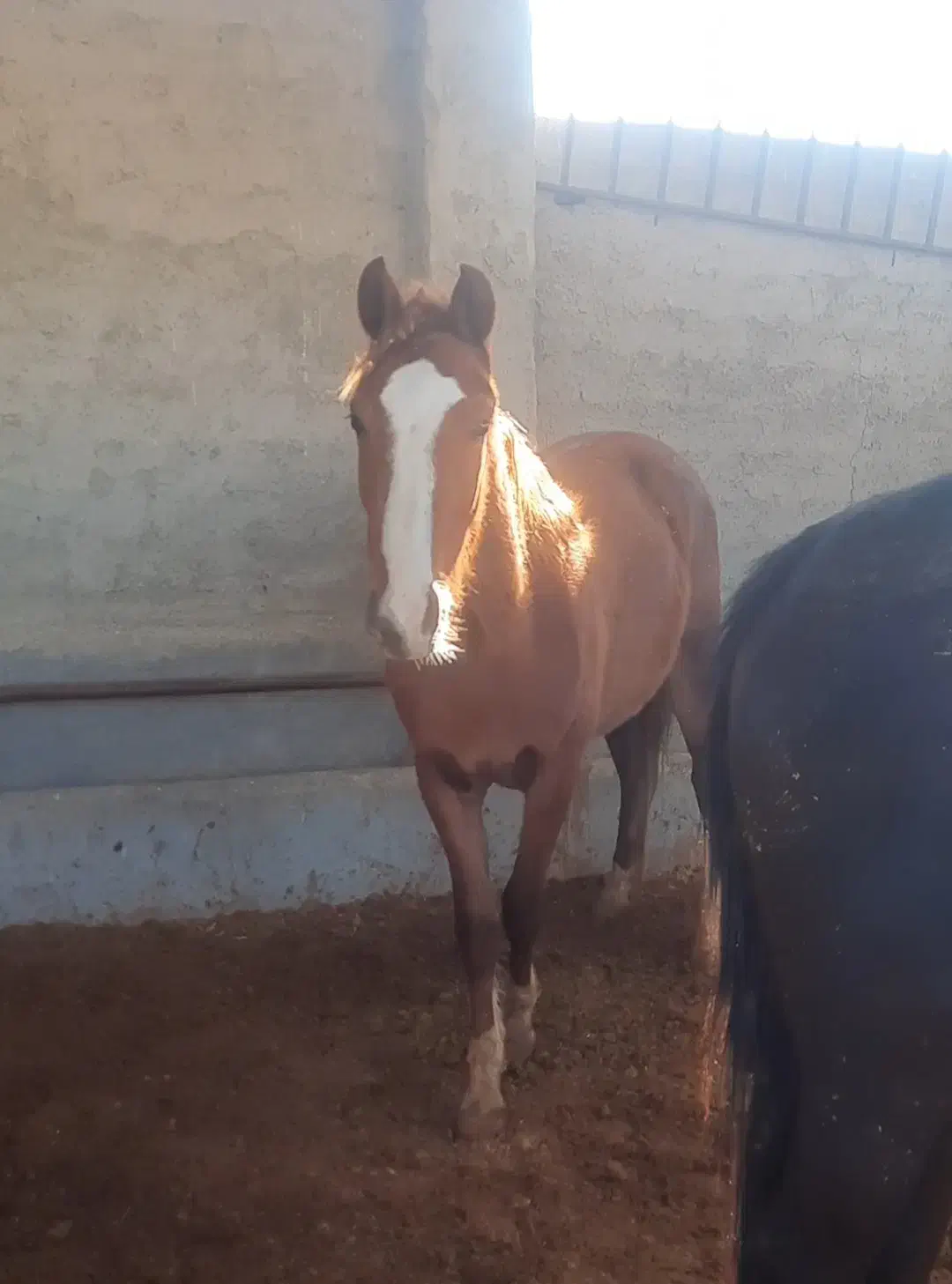 کره نریون ۲ ساله|اسب و تجهیزات اسب‌سواری|بومهن, |دیوار