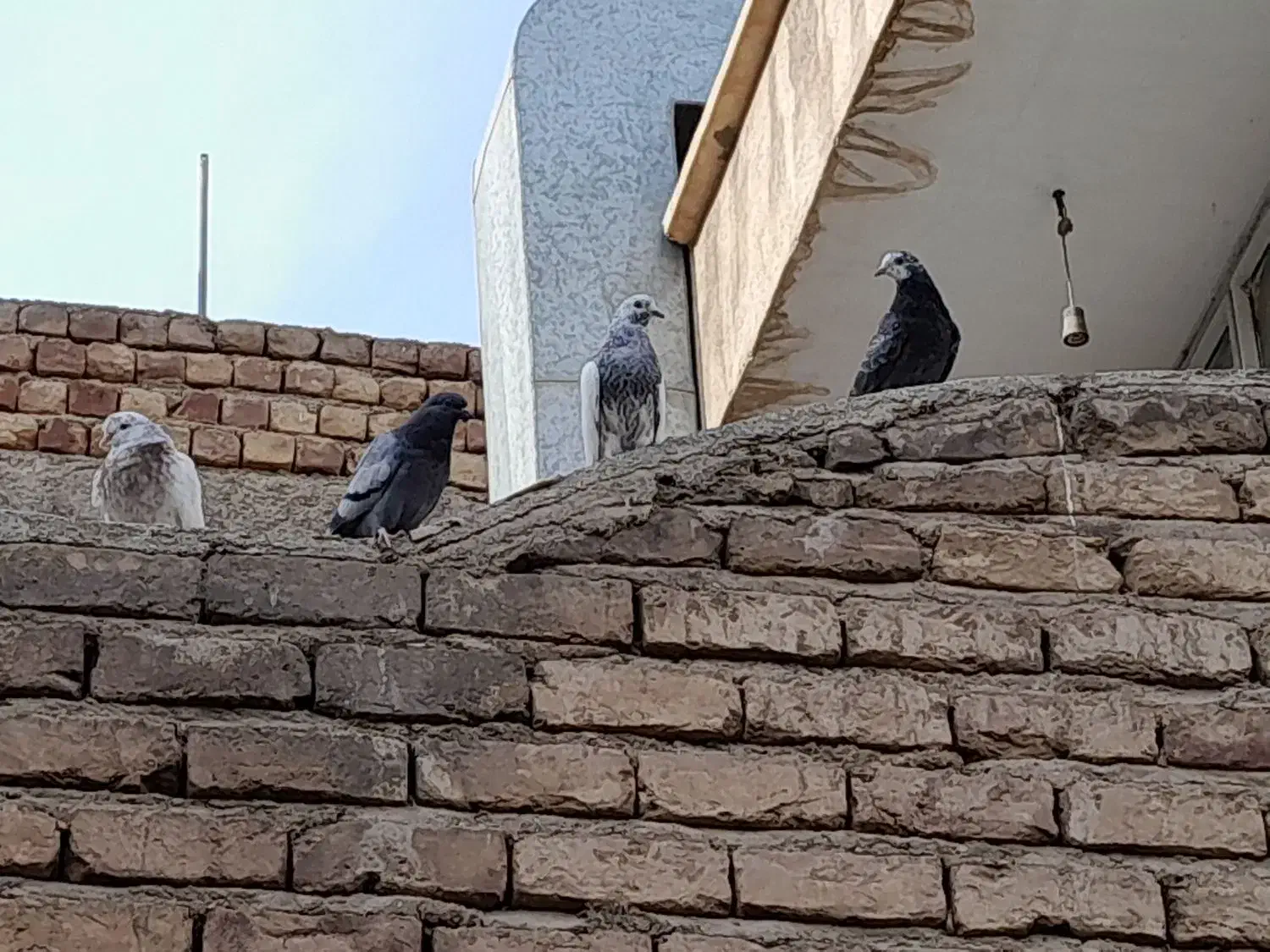 گمشده|پرنده|قم, لبچال|دیوار