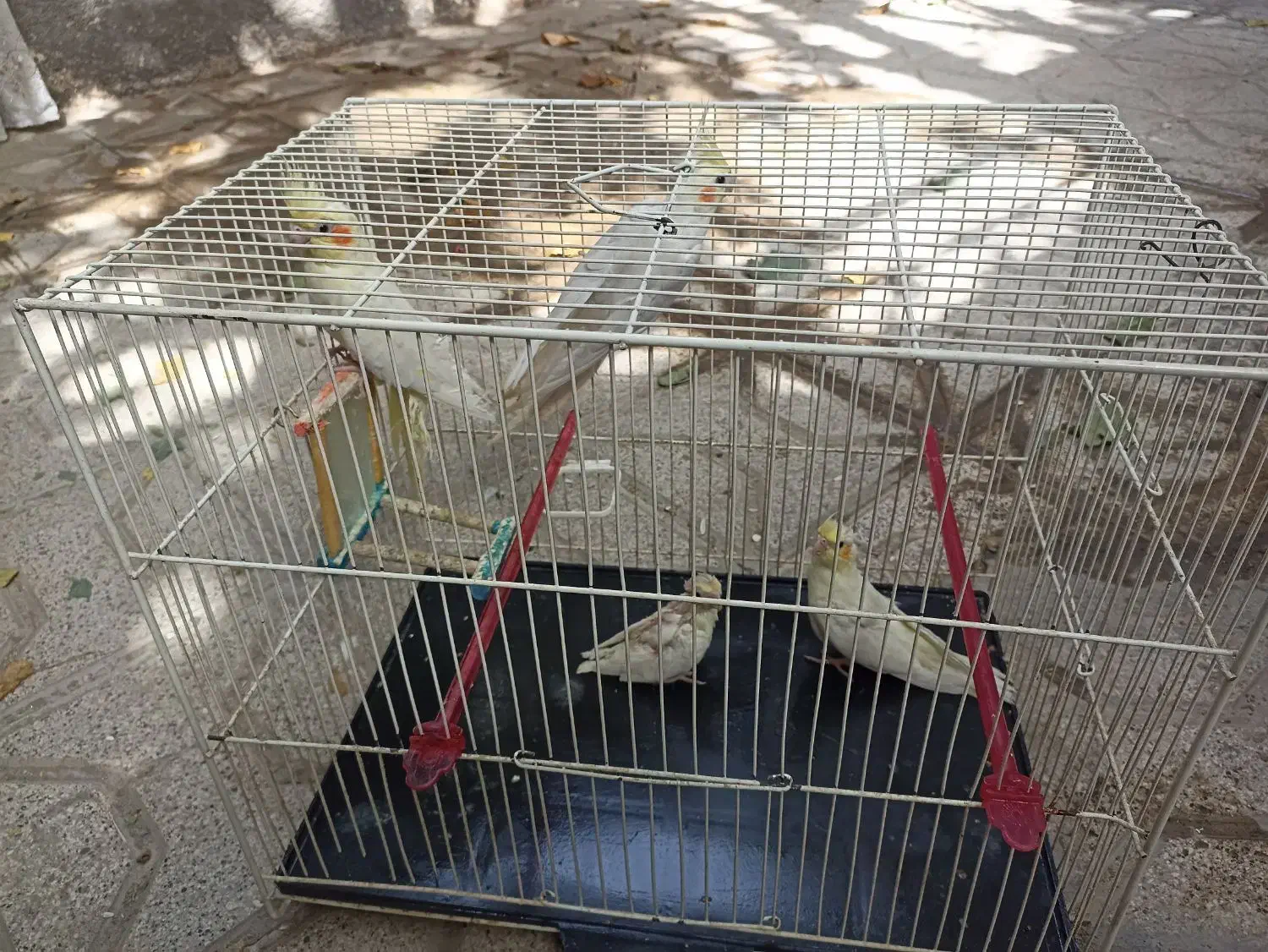 یک جفت عروس هلندی به همراه دو جوجه|پرنده|مشهد, شهرک امام سجاد|دیوار