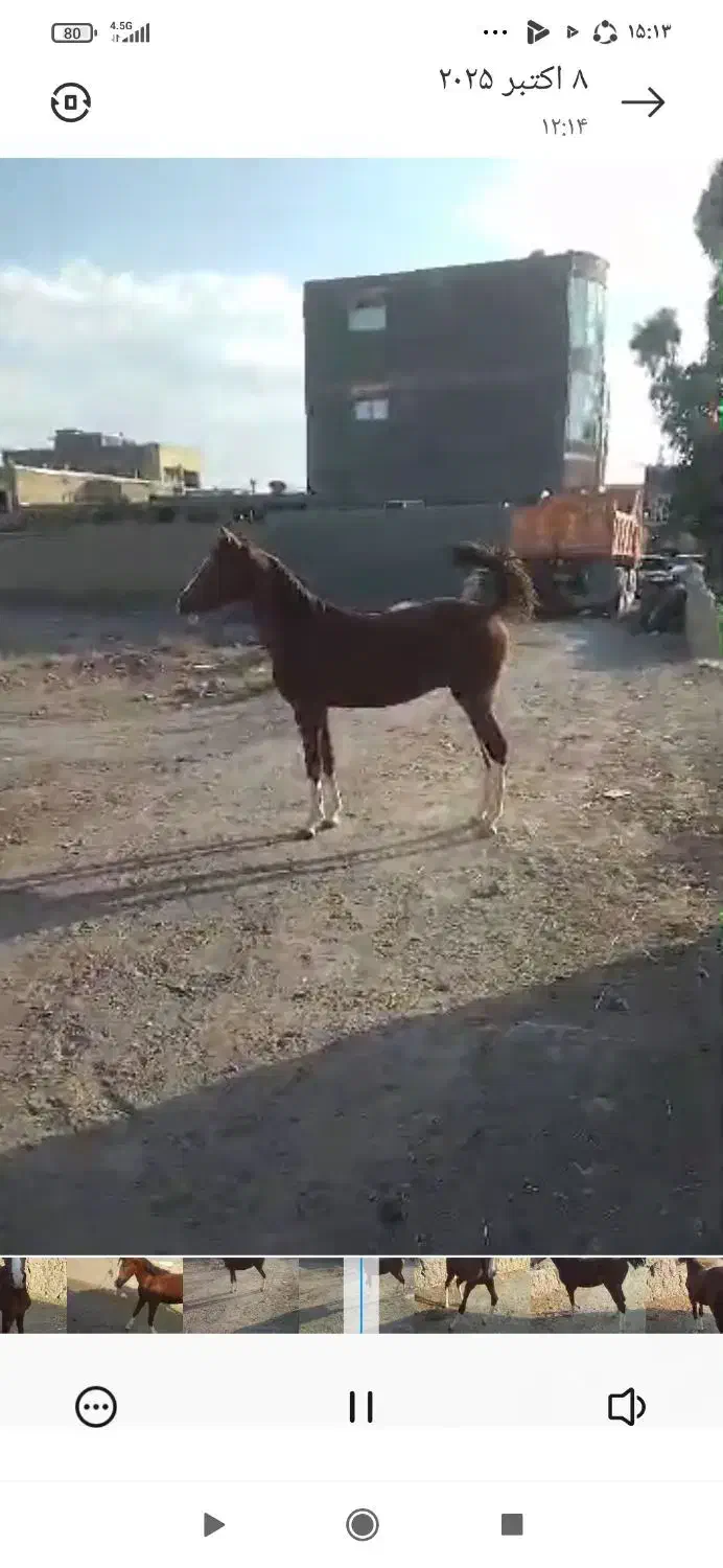 مادیان و کره|اسب و تجهیزات اسبسواری|اصفهان, بهارستان|دیوار