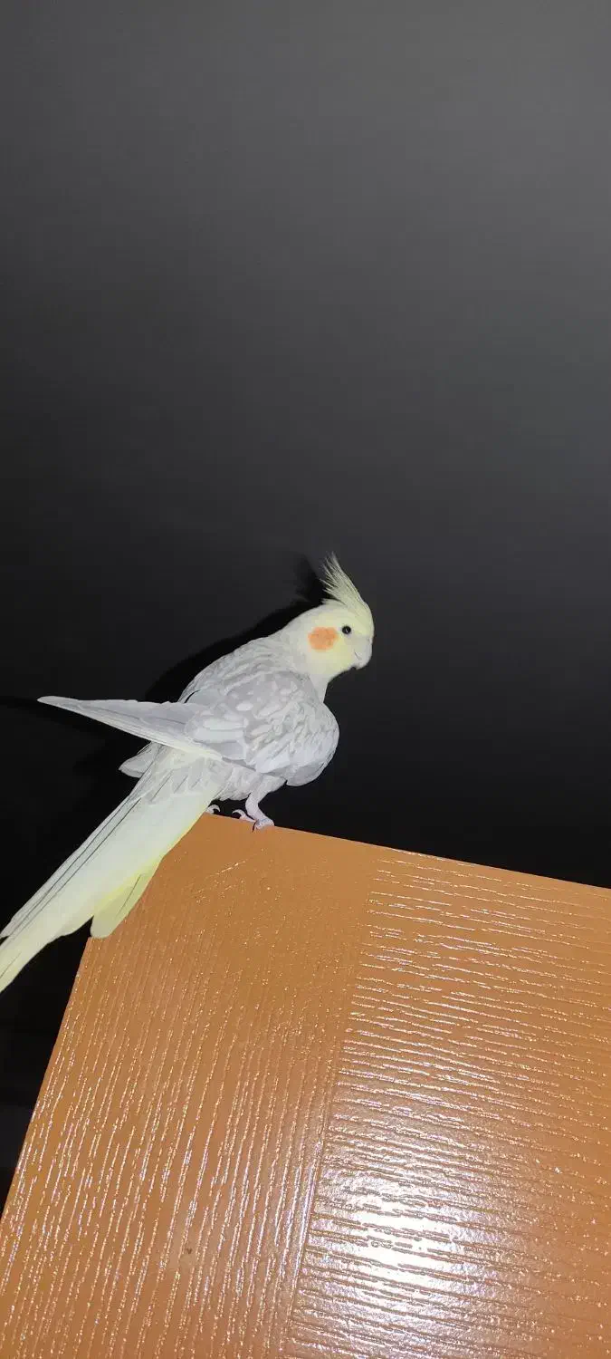 عروس هلندی نر جوان یک ساله و زیبا و خوشرنگ|پرنده|پیرانشهر, |دیوار