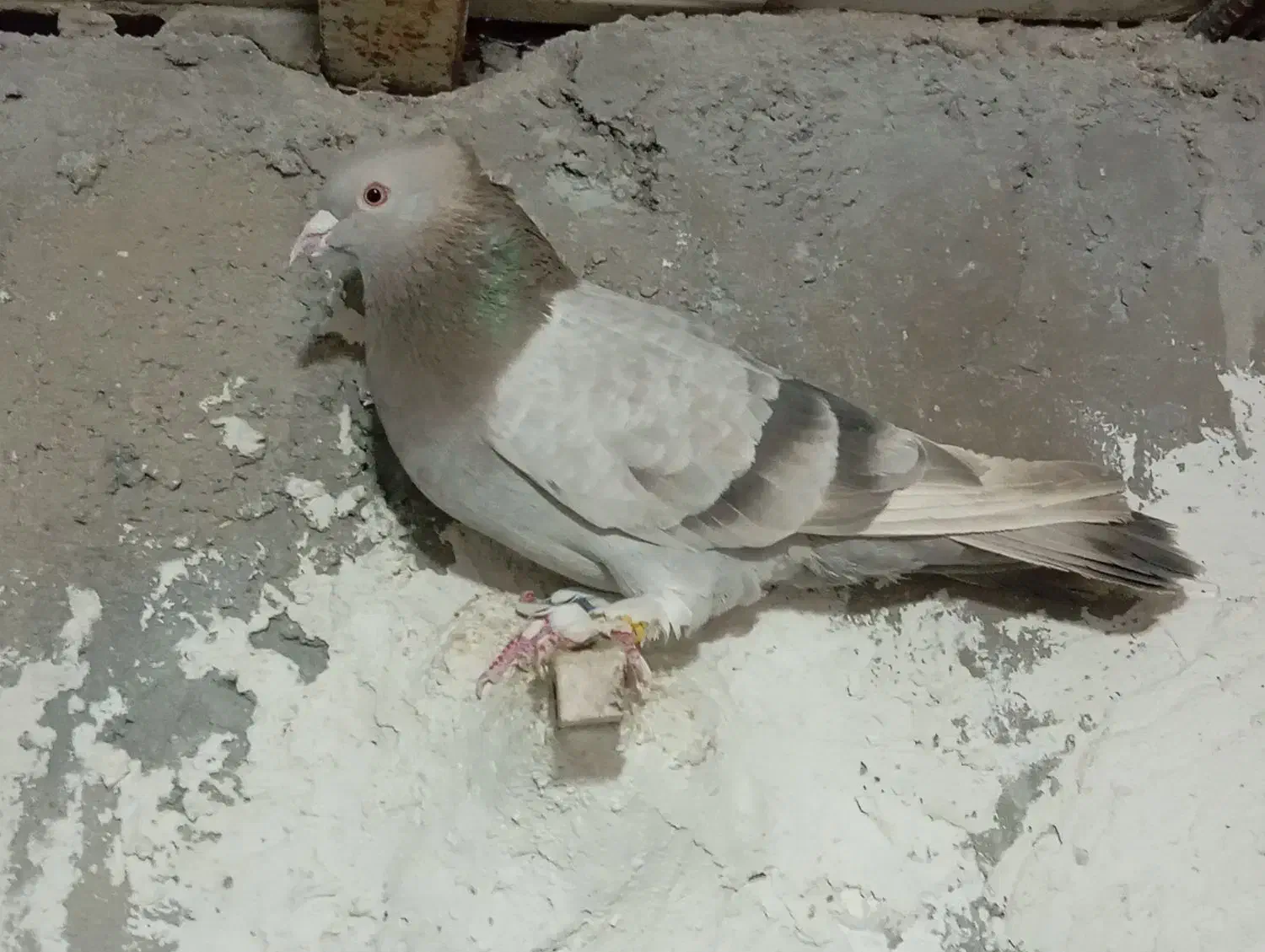 کبوتر|پرنده|شیراز, شهرک قمشه|دیوار