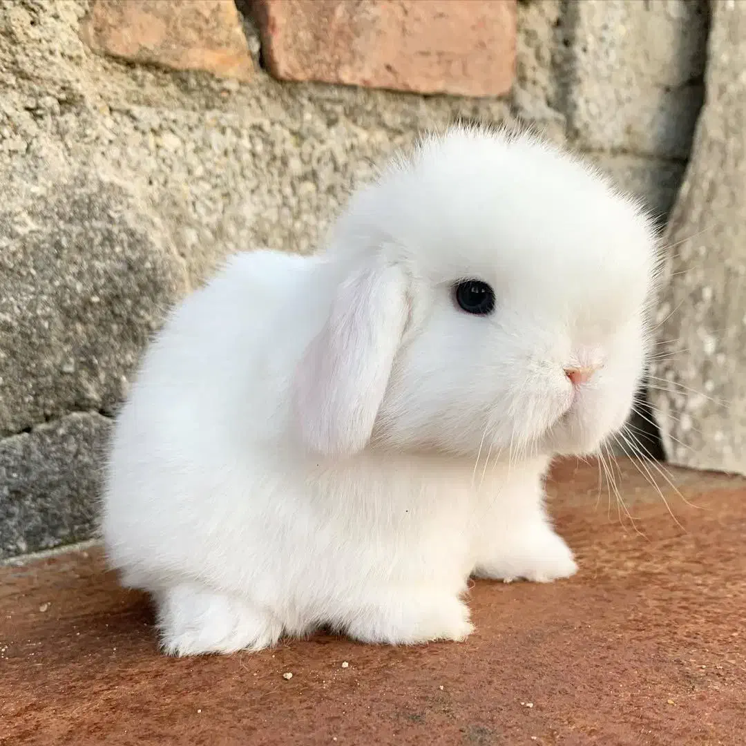 خرگوش لوپ وارداتی/نژاد کمیاب|موش و خرگوش|بوشهر, |دیوار