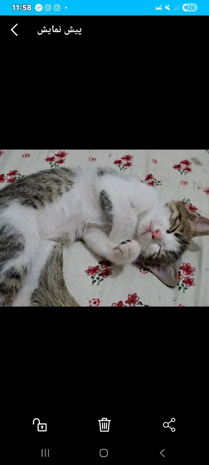 گربه رایگان|گربه|اسلامشهر, شهرک قائمیه|دیوار