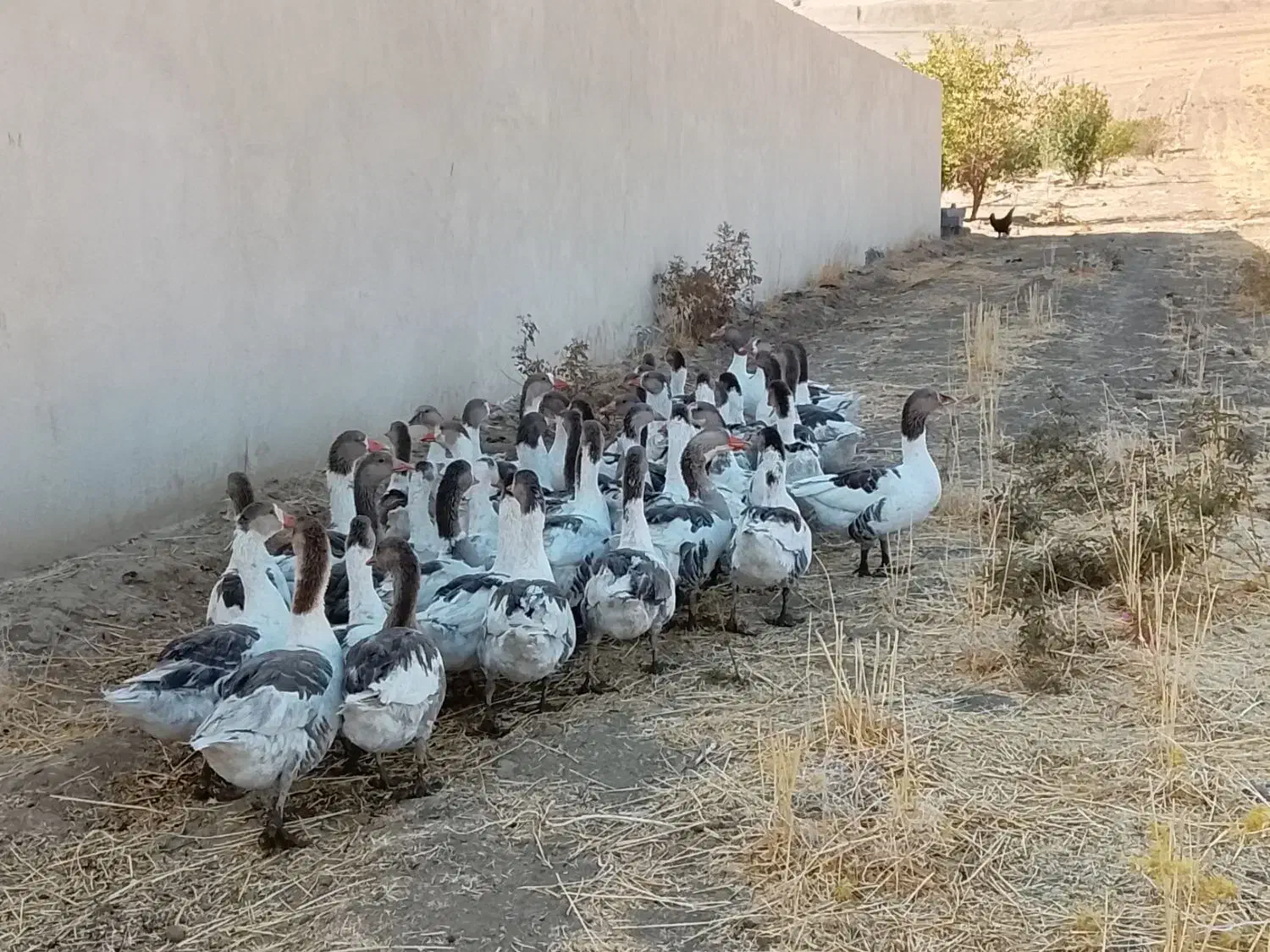 غاز|حیوانات مزرعه|بروجرد, |دیوار