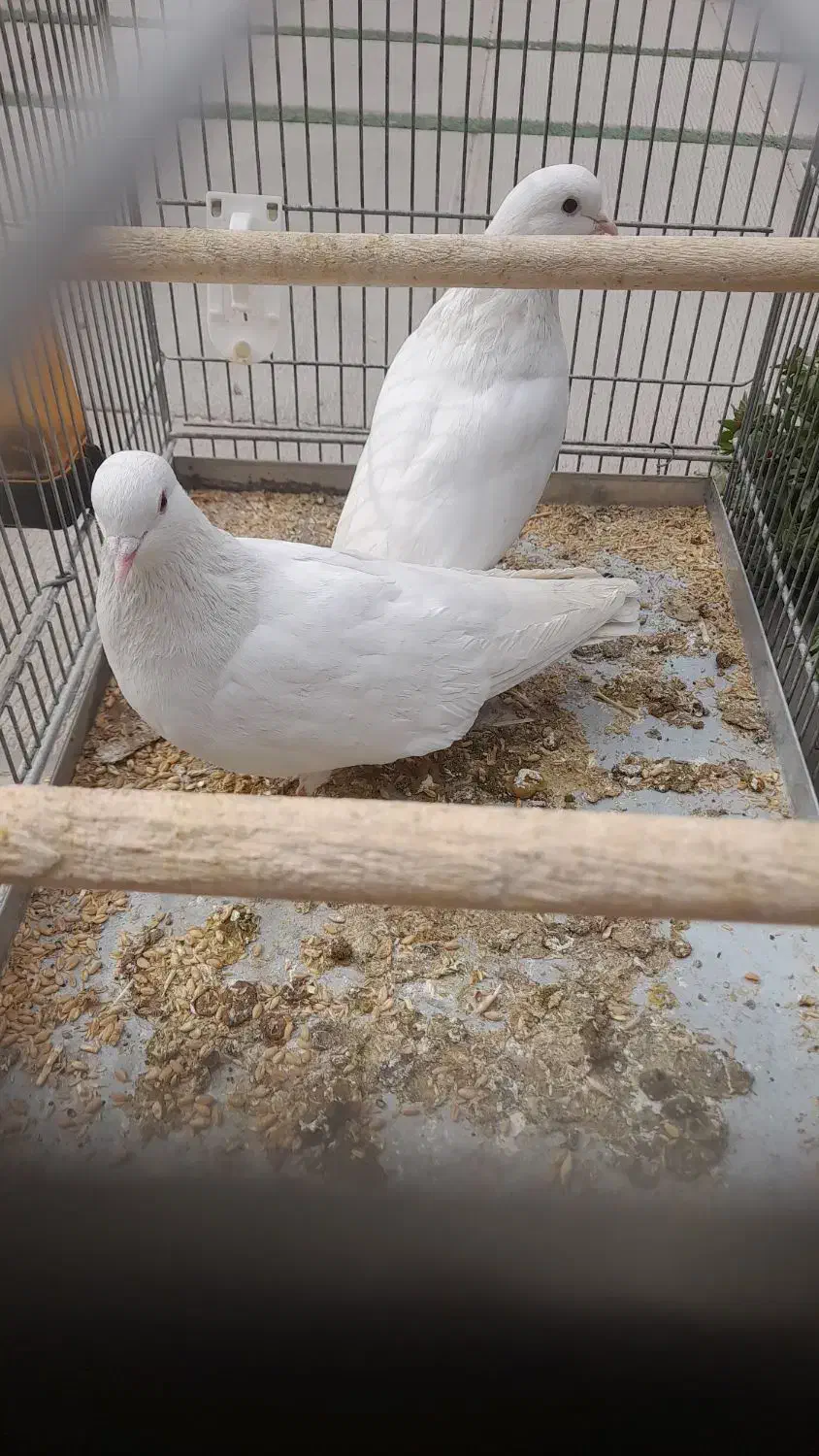 جفت کبوتر سفید همدانی|پرنده|فولادشهر, مسکن مهر فولادشهر|دیوار