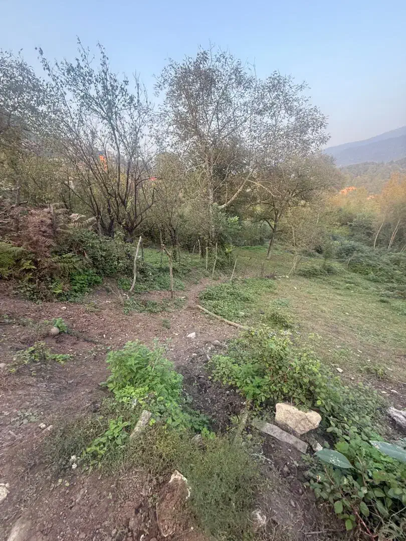 زمین بافت مسکونی منطقه زیبا لفور|فروش زمین و ملک کلنگی|آلاشت, |دیوار