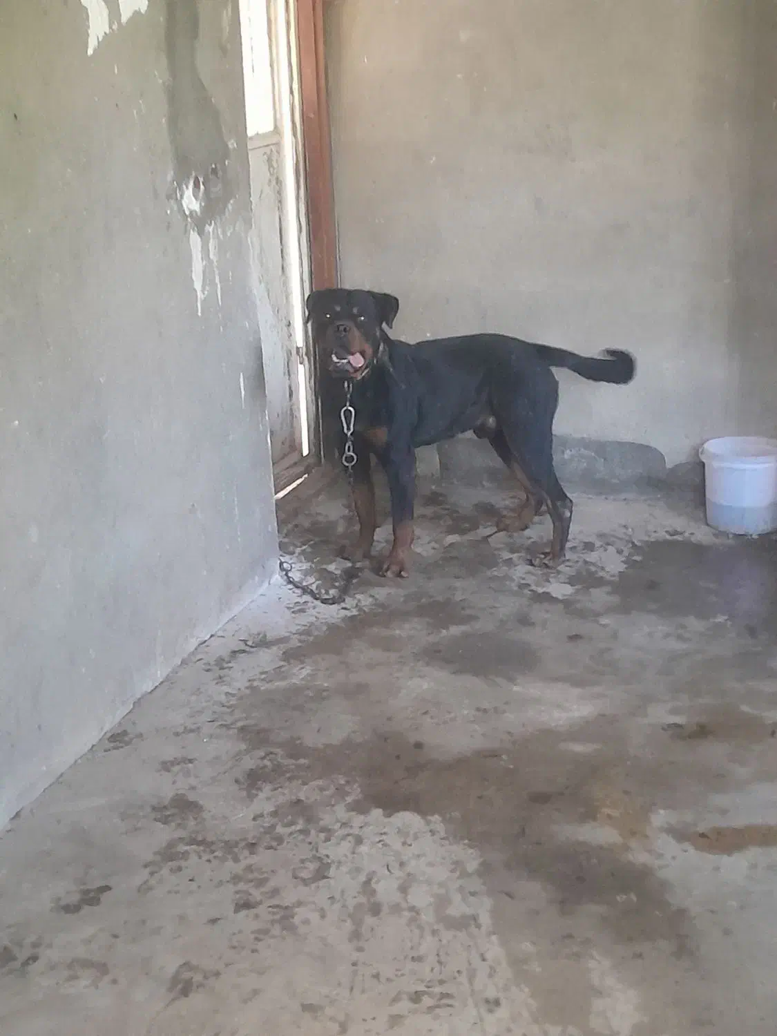 فروش سگ روتوایلر|سگ|آمل, |دیوار