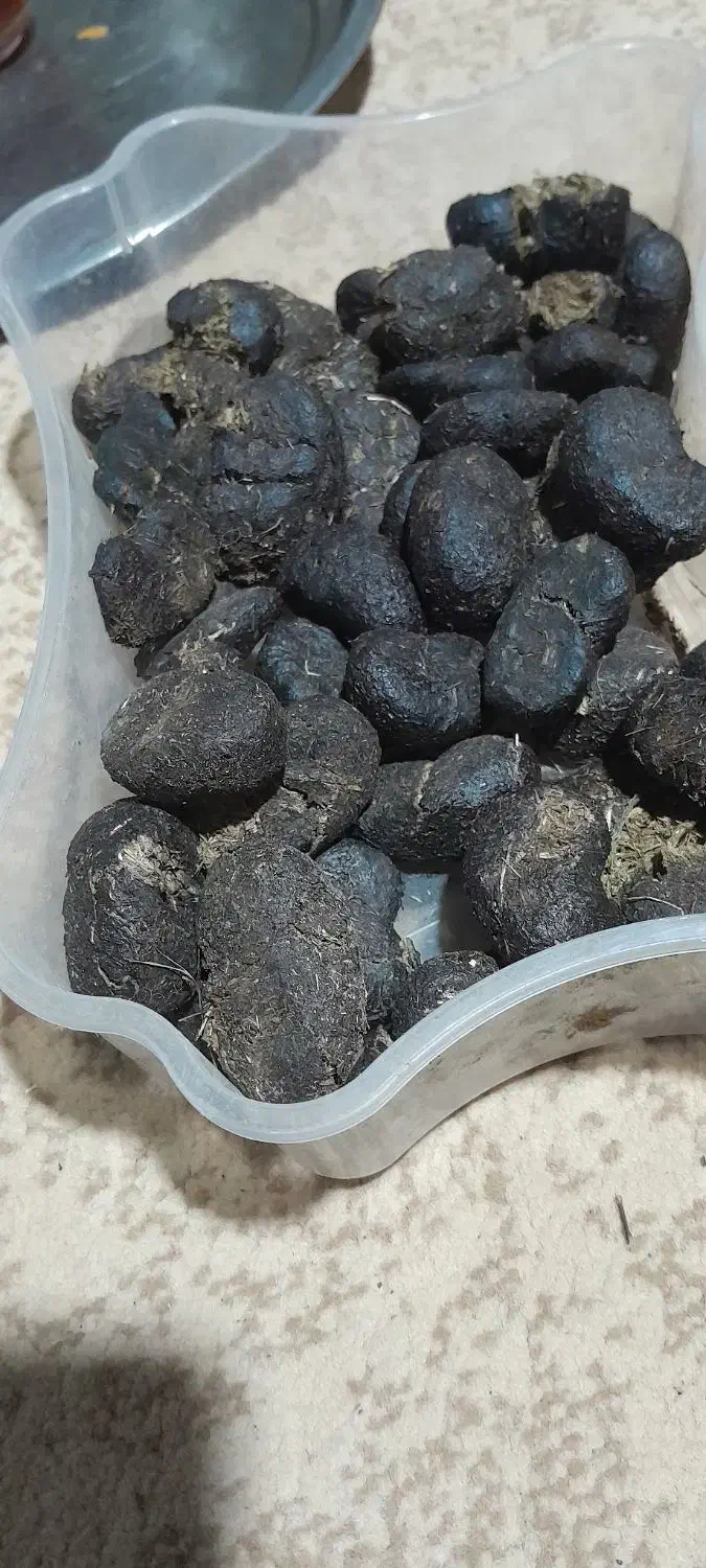 عنبر نسا  اصل|آرایشی، بهداشتی، درمانی|خلخال, |دیوار